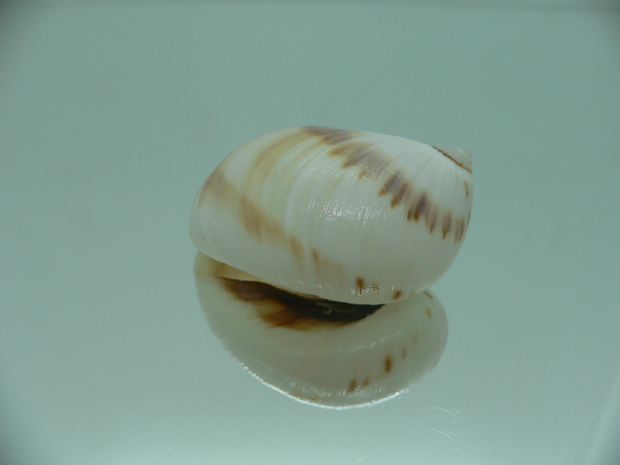 Mammilla sebae COFFEE & MILK