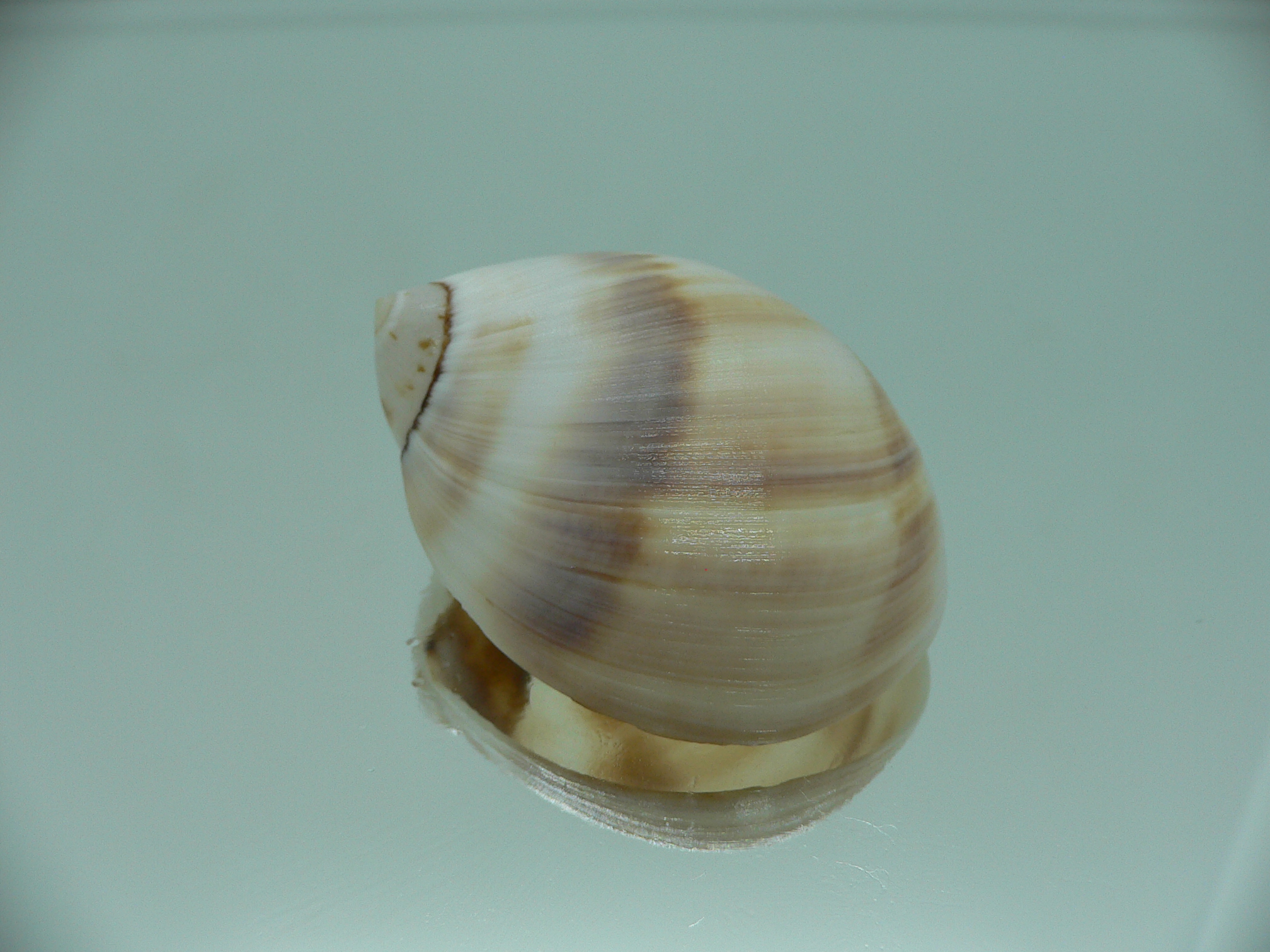 Mammilla sebae COFFEE & MILK