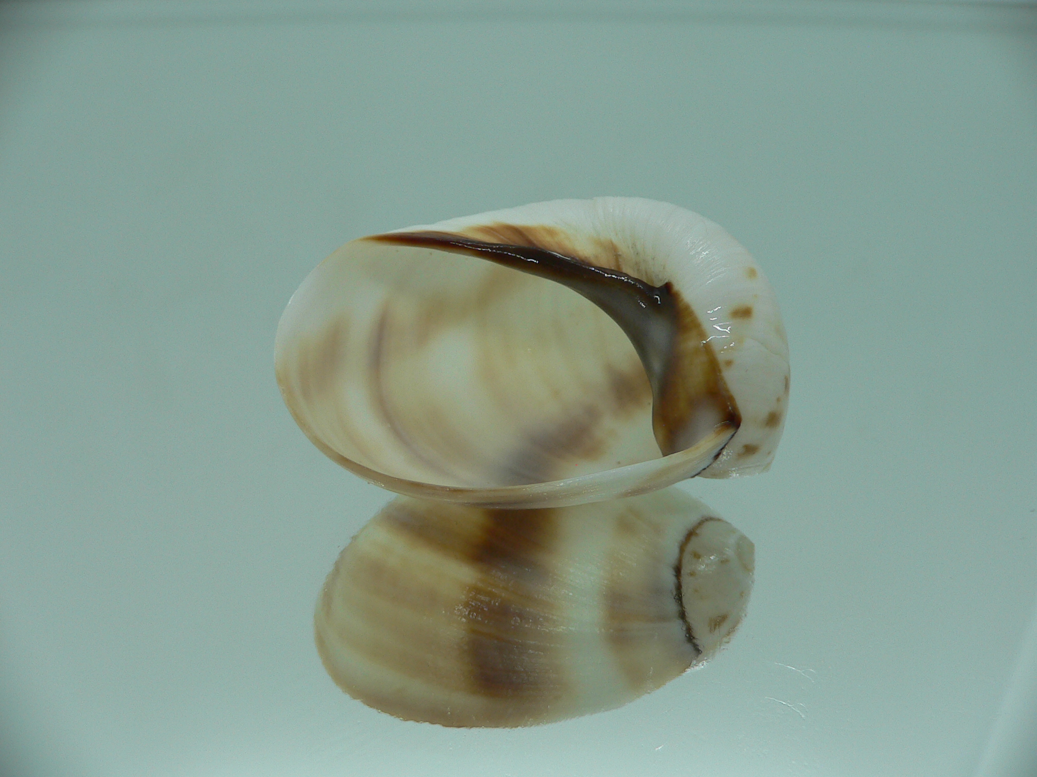 Mammilla sebae COFFEE & MILK