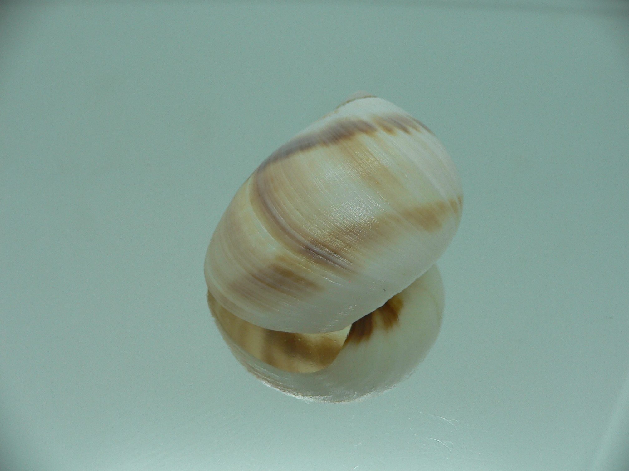 Mammilla sebae COFFEE & MILK