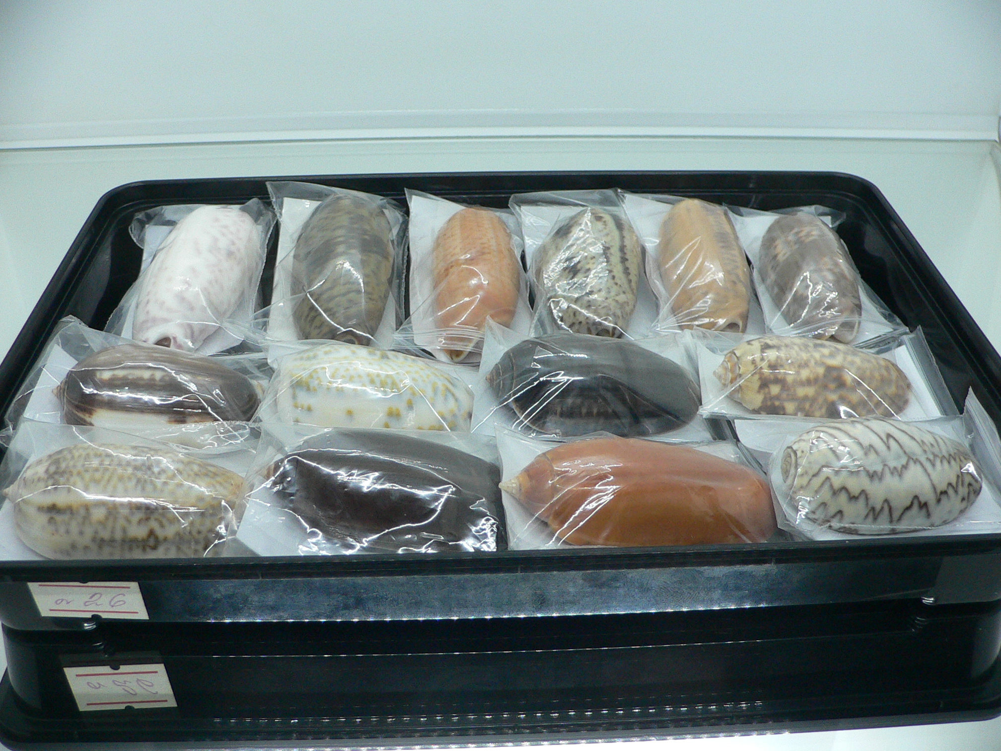 Oliva vidua SUPER COLORING & BIG