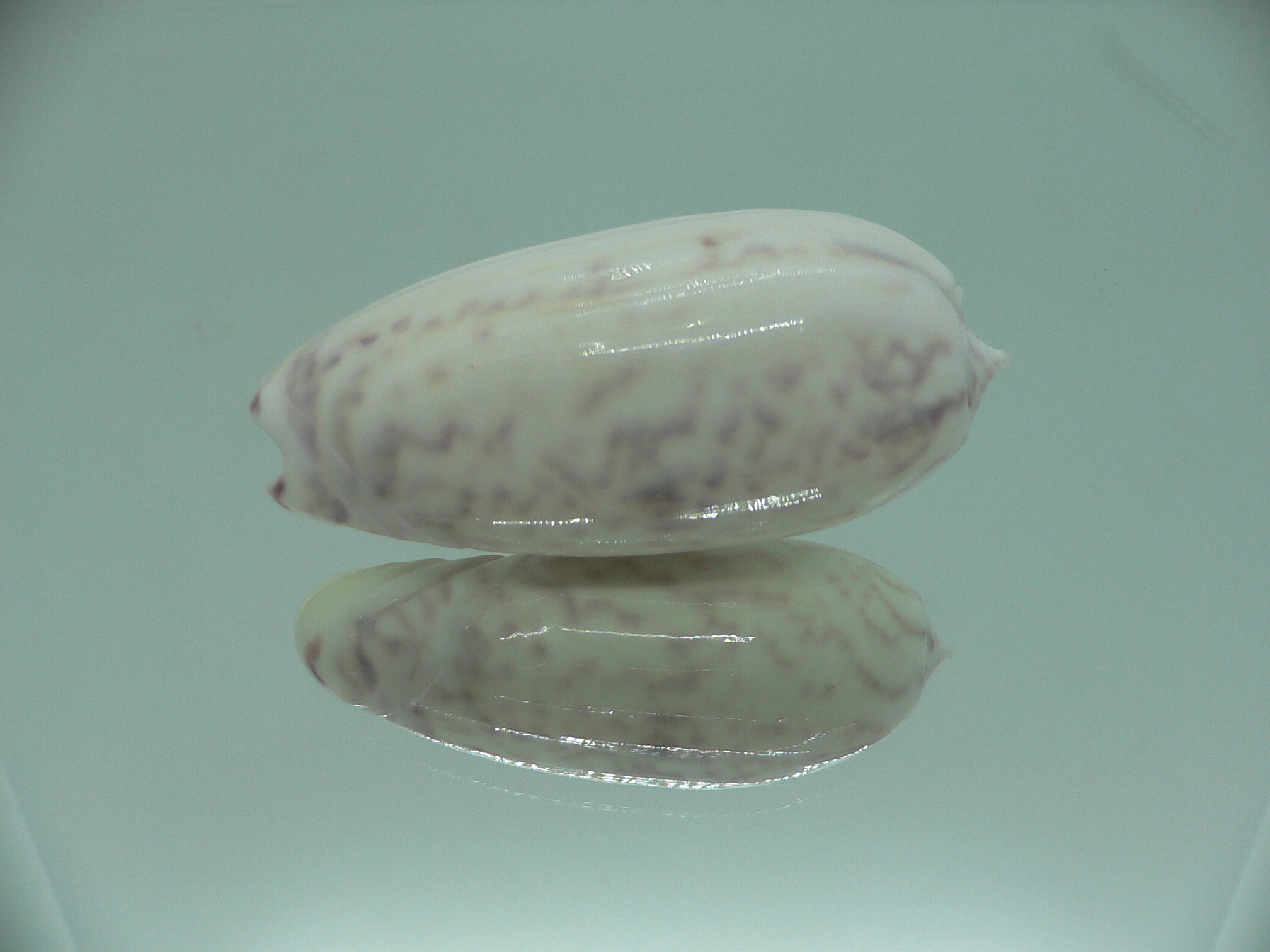 Oliva vidua SUPER COLORING & BIG