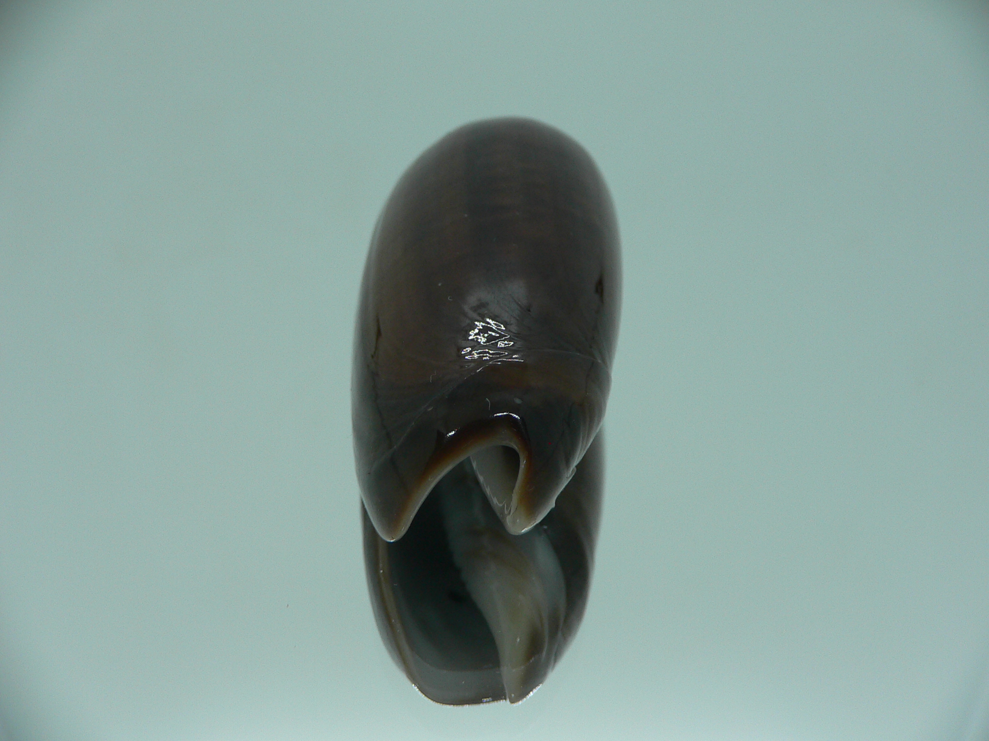 Oliva vidua SUPER COLORING