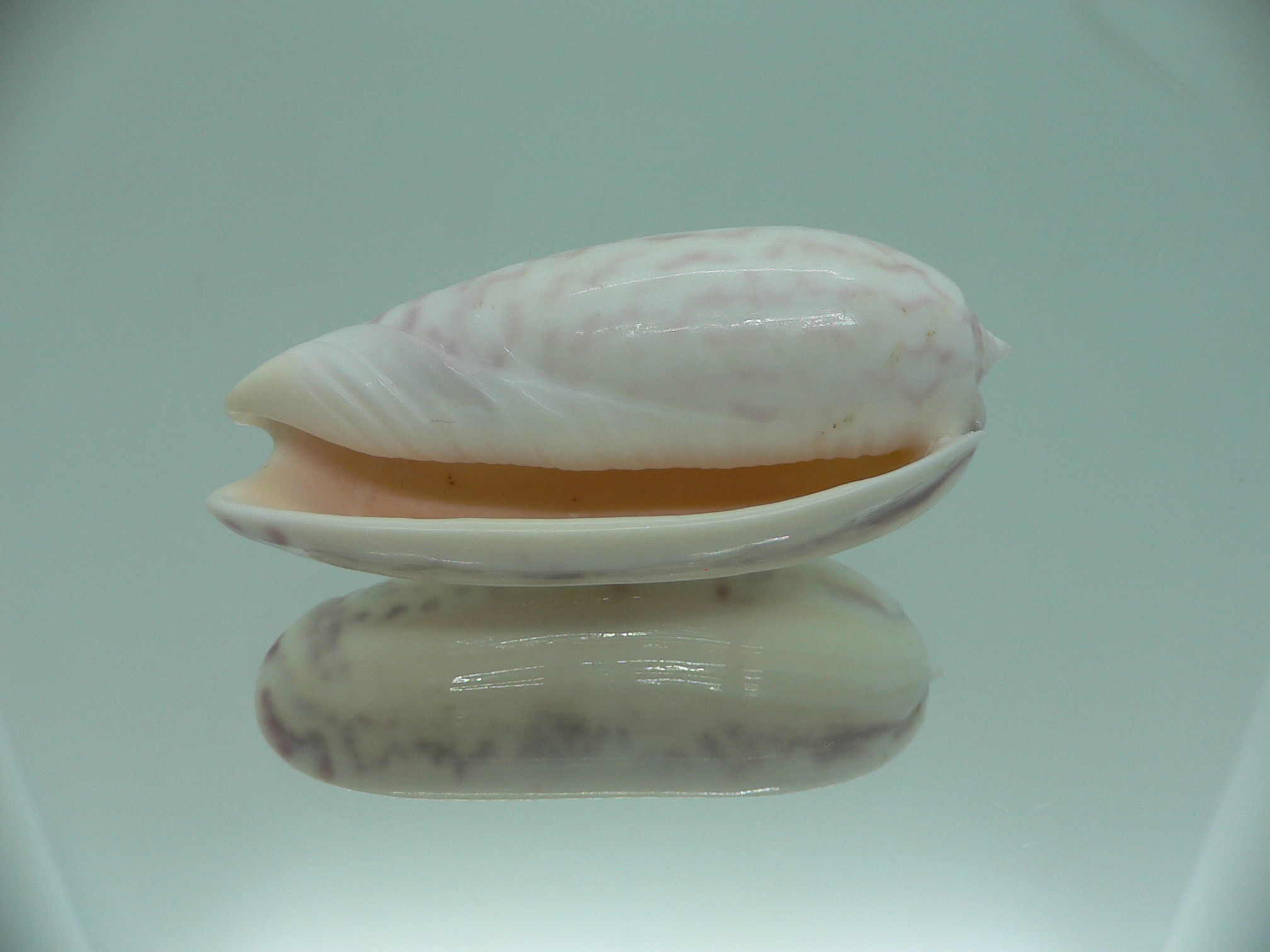 Oliva vidua SUPER COLORING & BIG