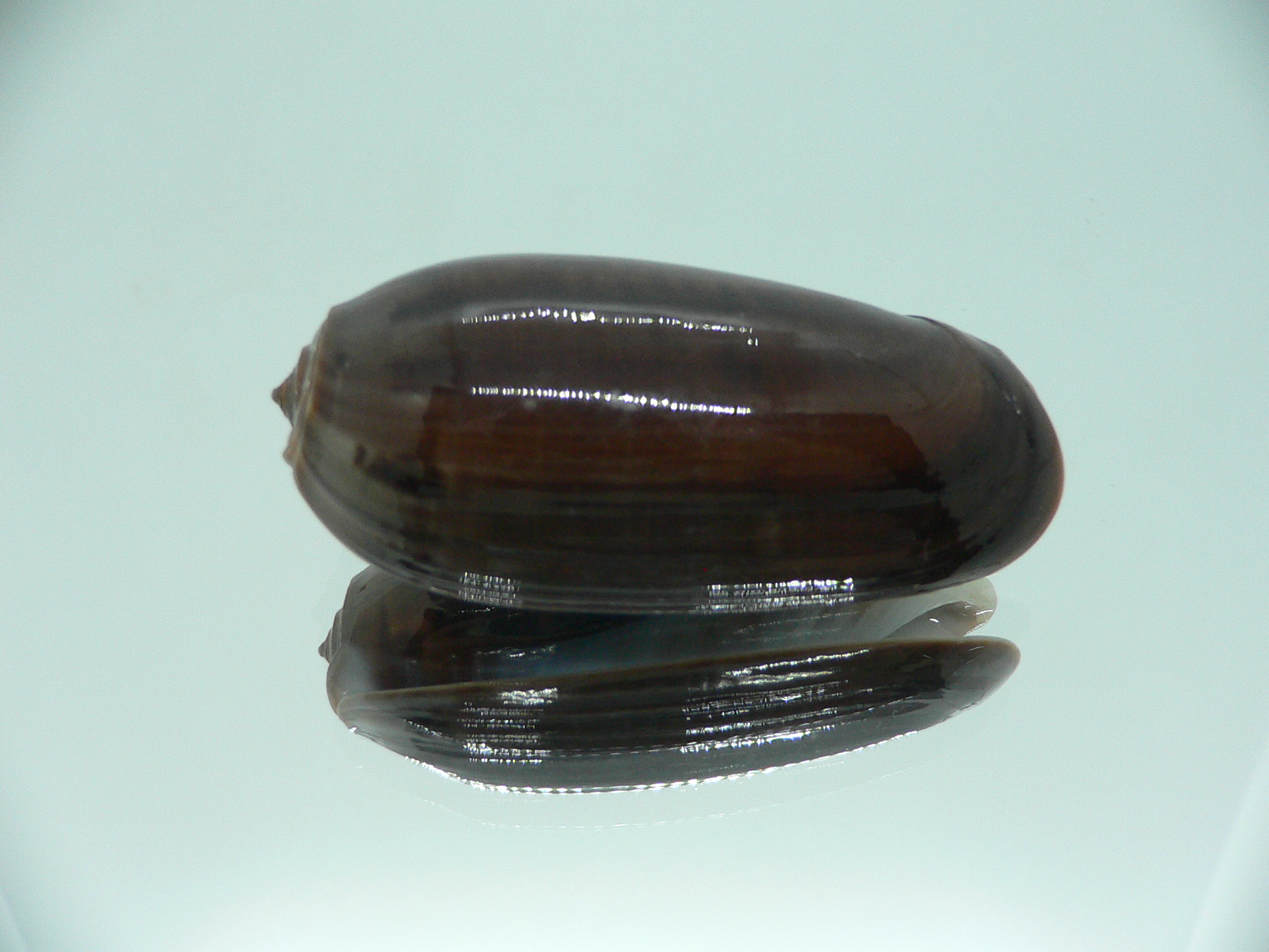 Oliva vidua SUPER COLORING