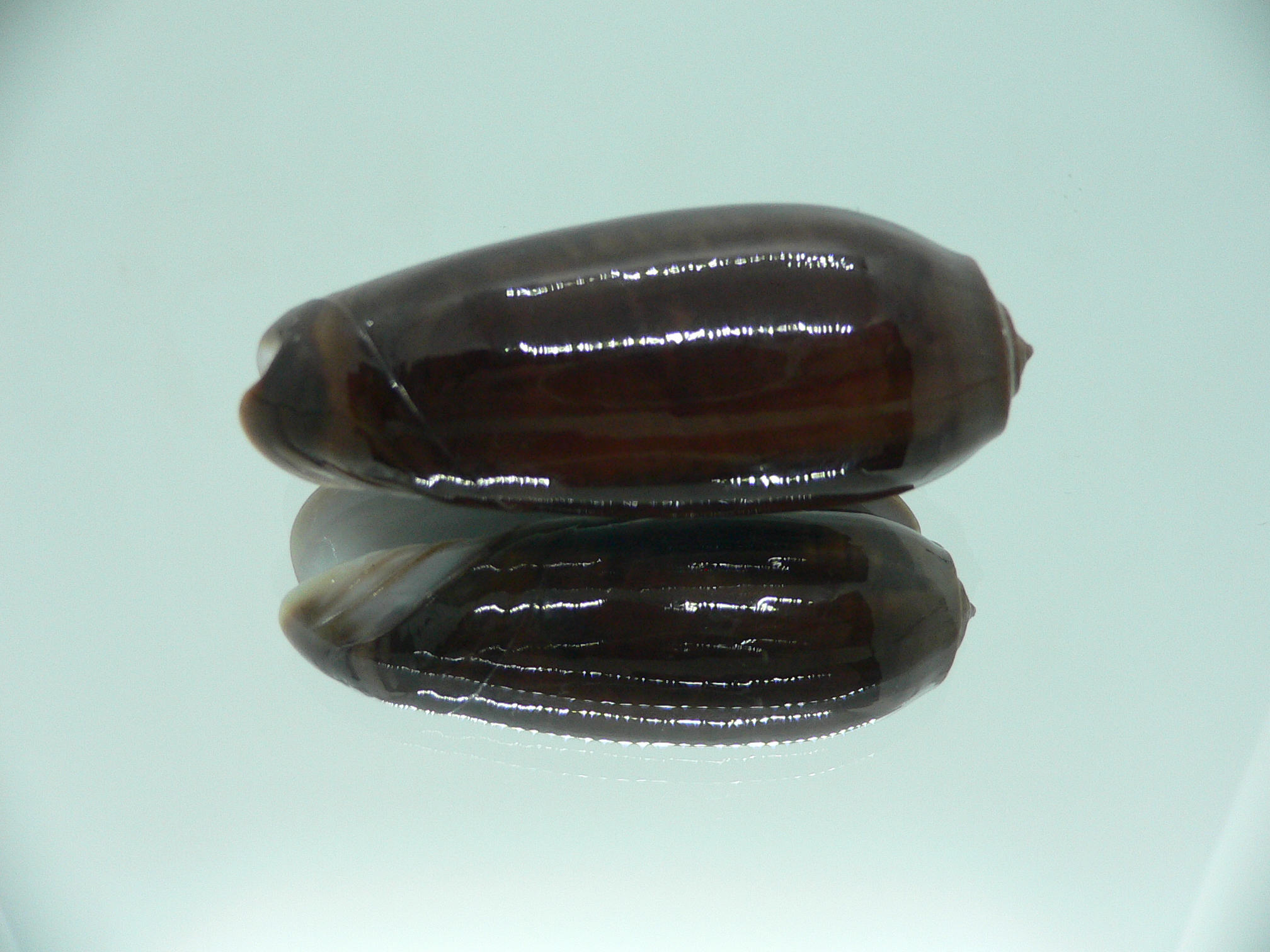 Oliva vidua SUPER COLORING