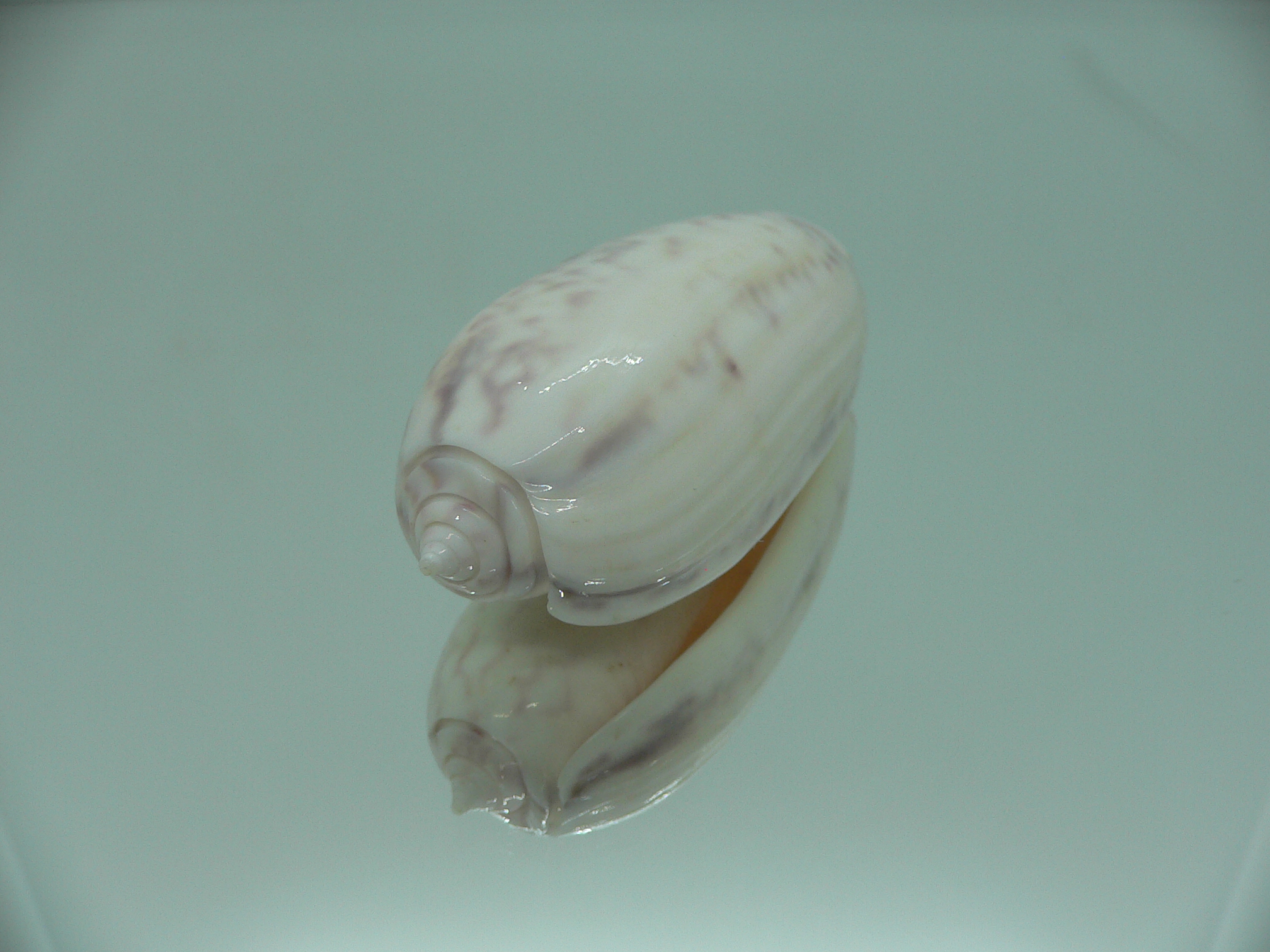 Oliva vidua SUPER COLORING & BIG