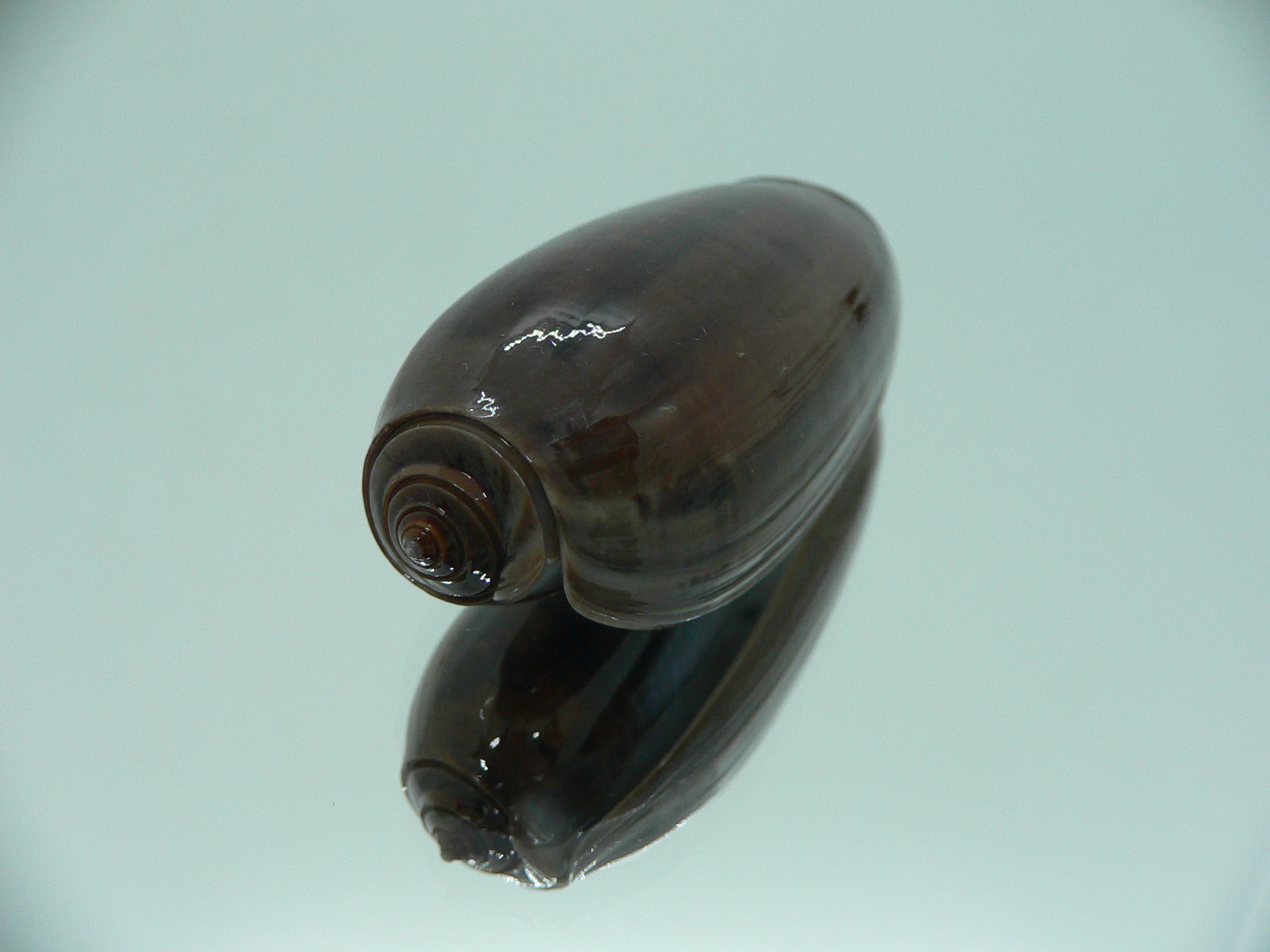 Oliva vidua SUPER COLORING