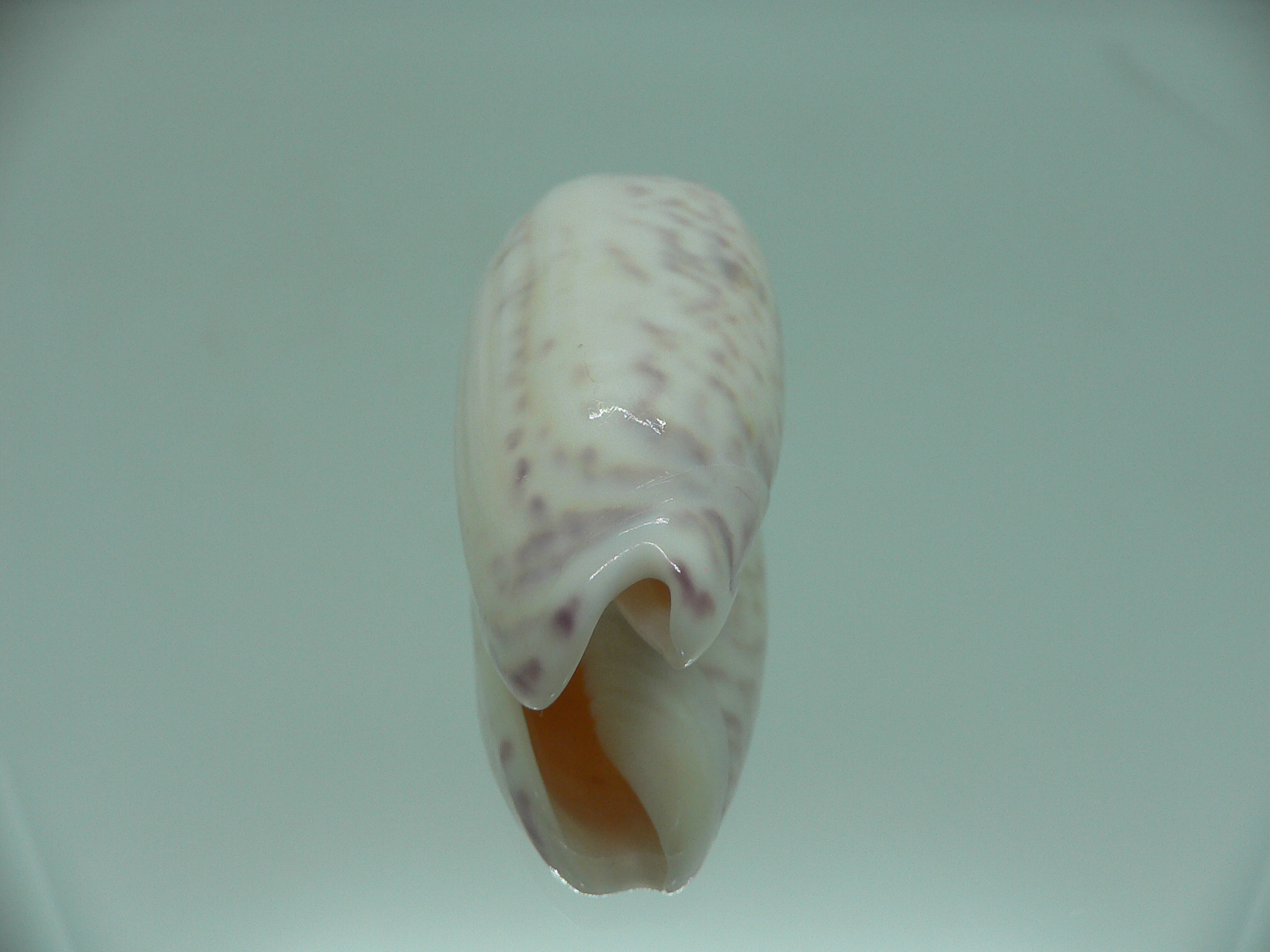 Oliva vidua SUPER COLORING & BIG