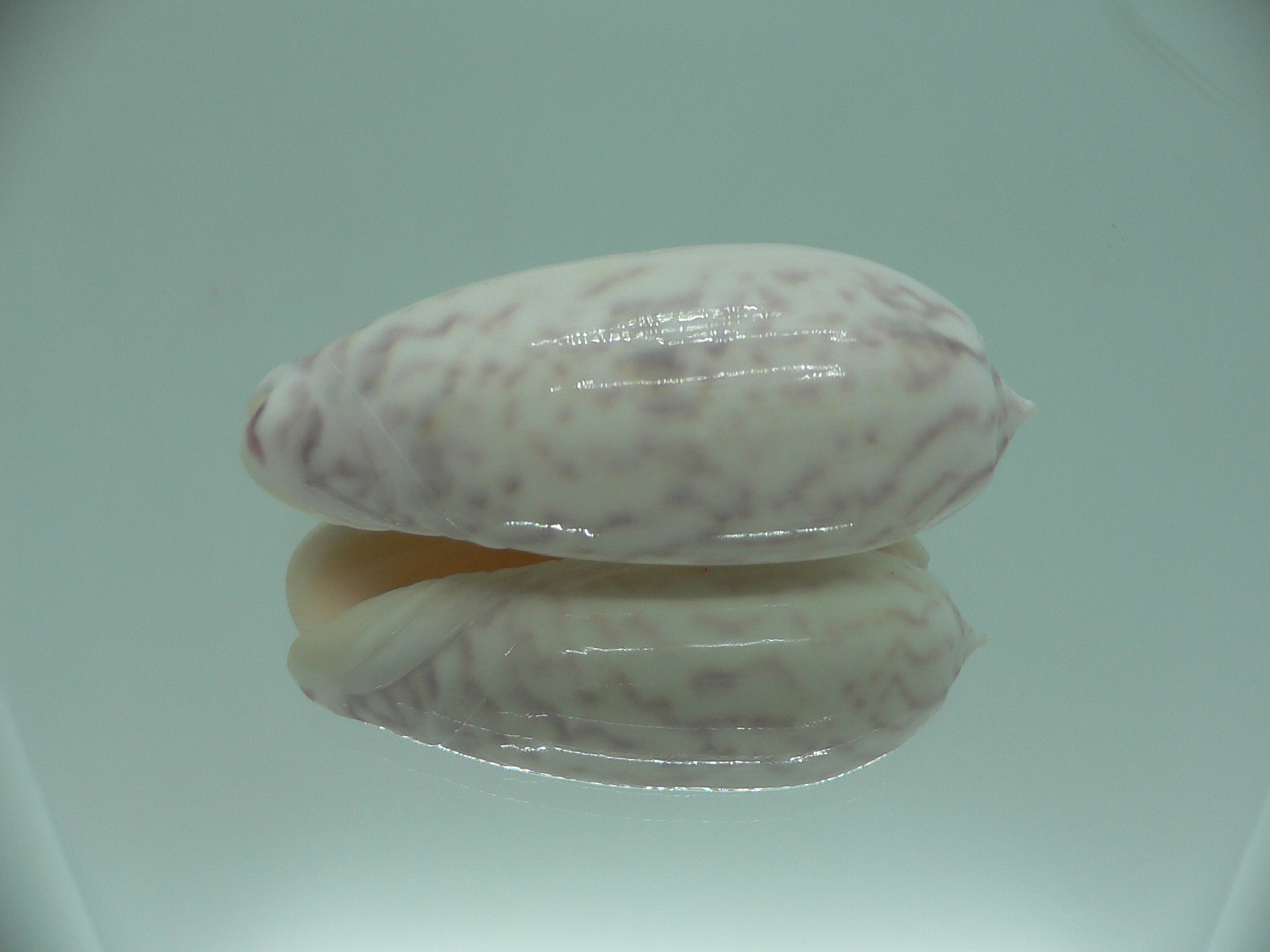 Oliva vidua SUPER COLORING & BIG