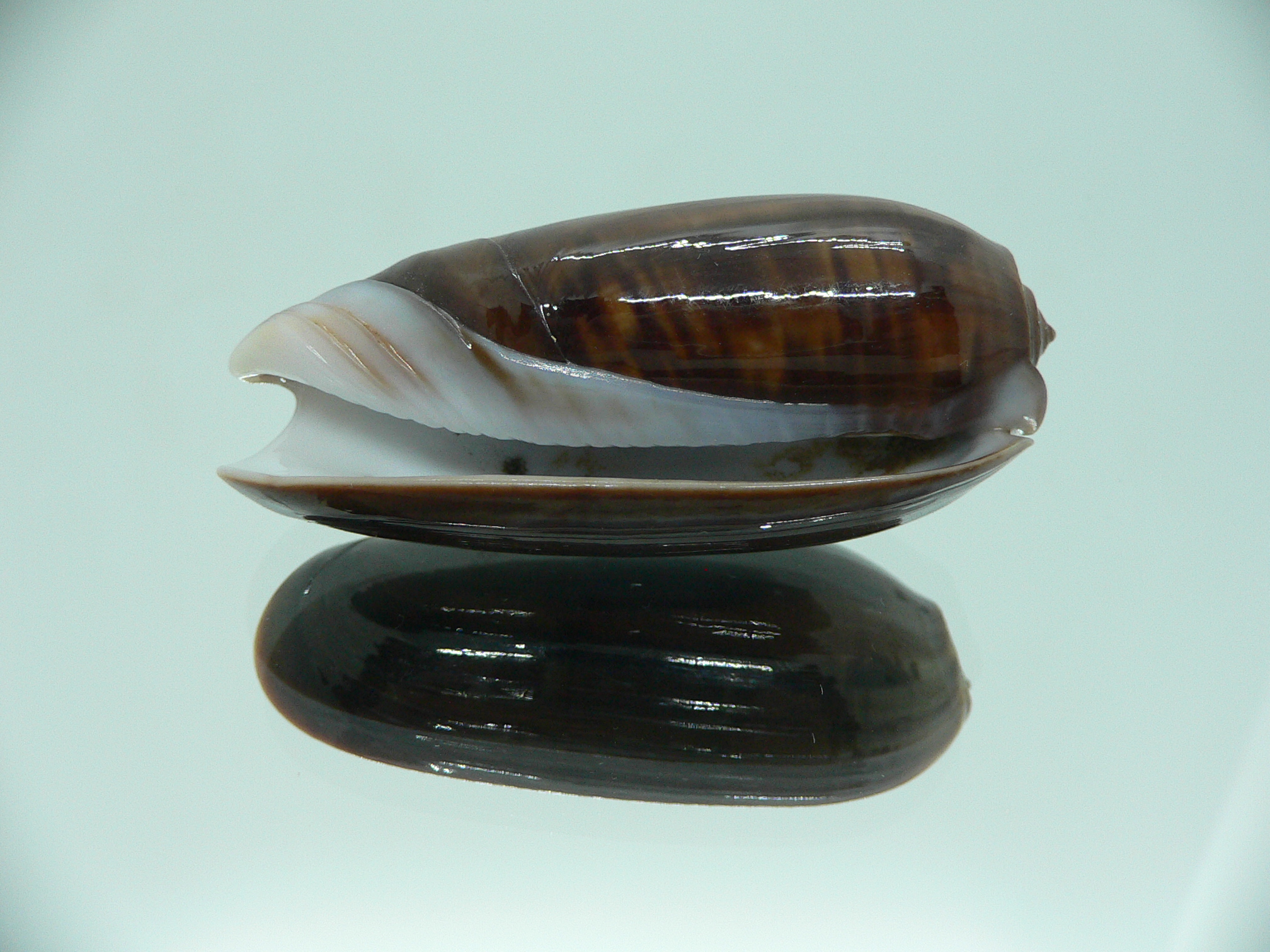 Oliva vidua SUPER COLORING
