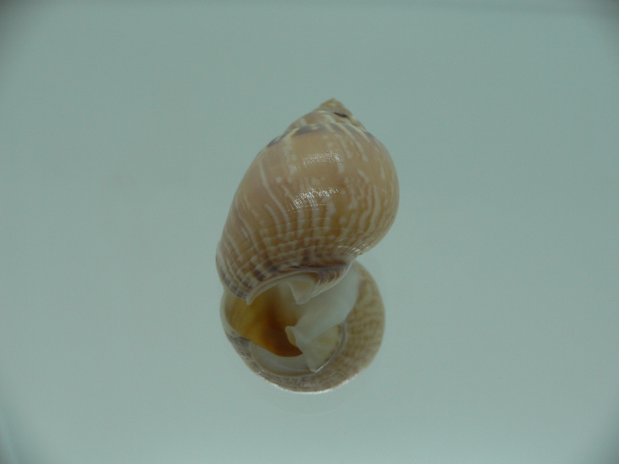 Tritia mutabilis RARE GIANT