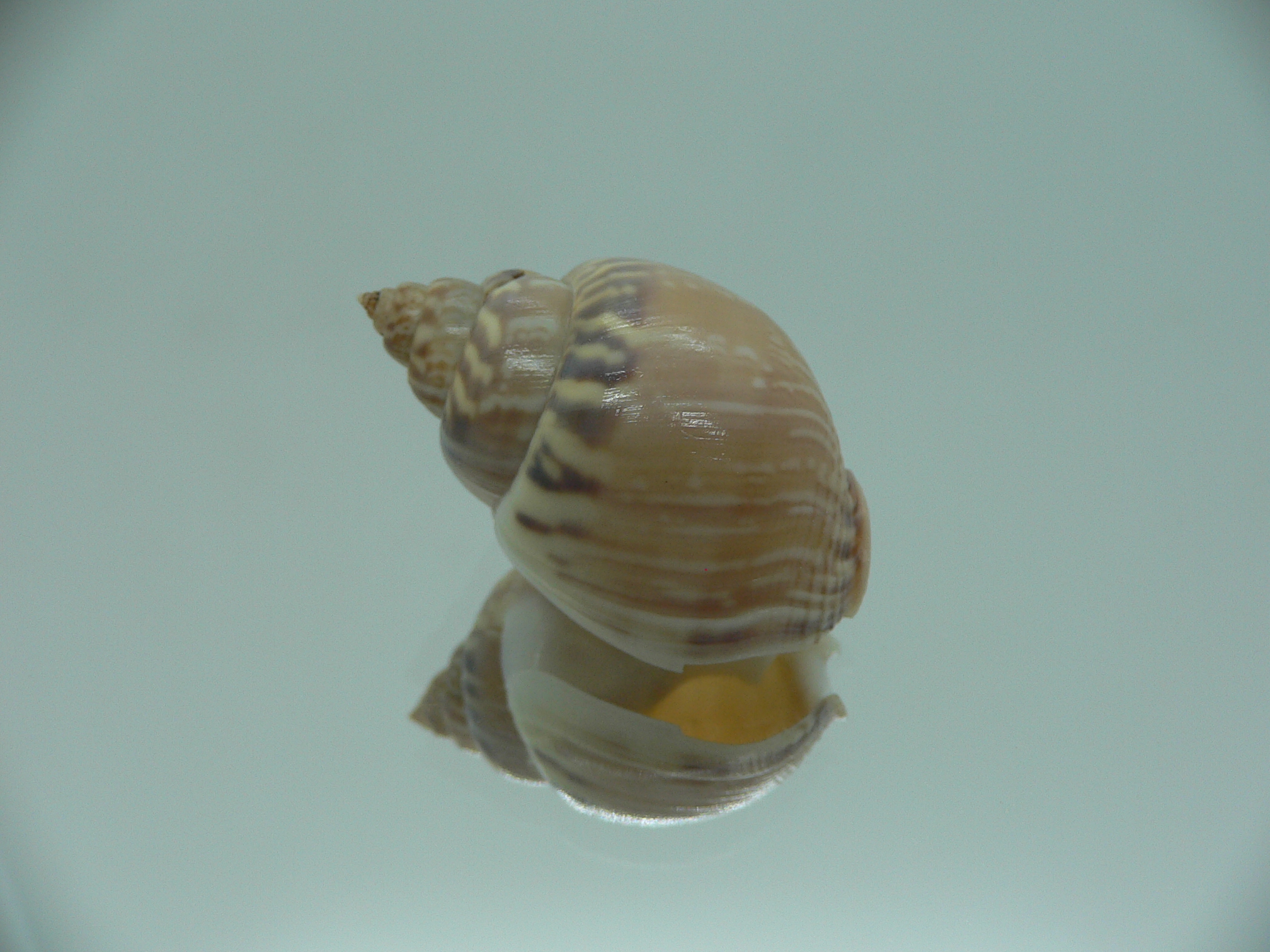 Tritia mutabilis RARE GIANT