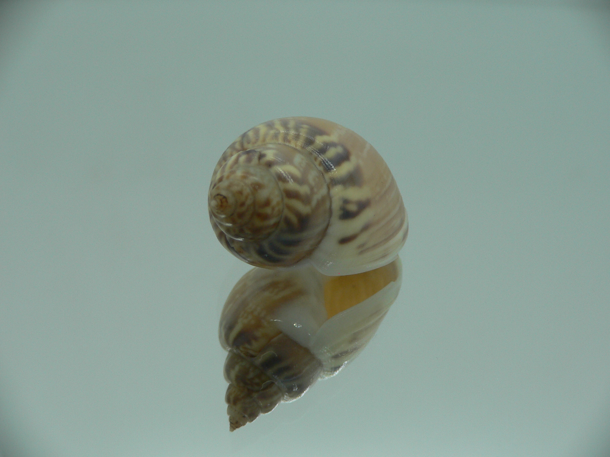 Tritia mutabilis RARE GIANT
