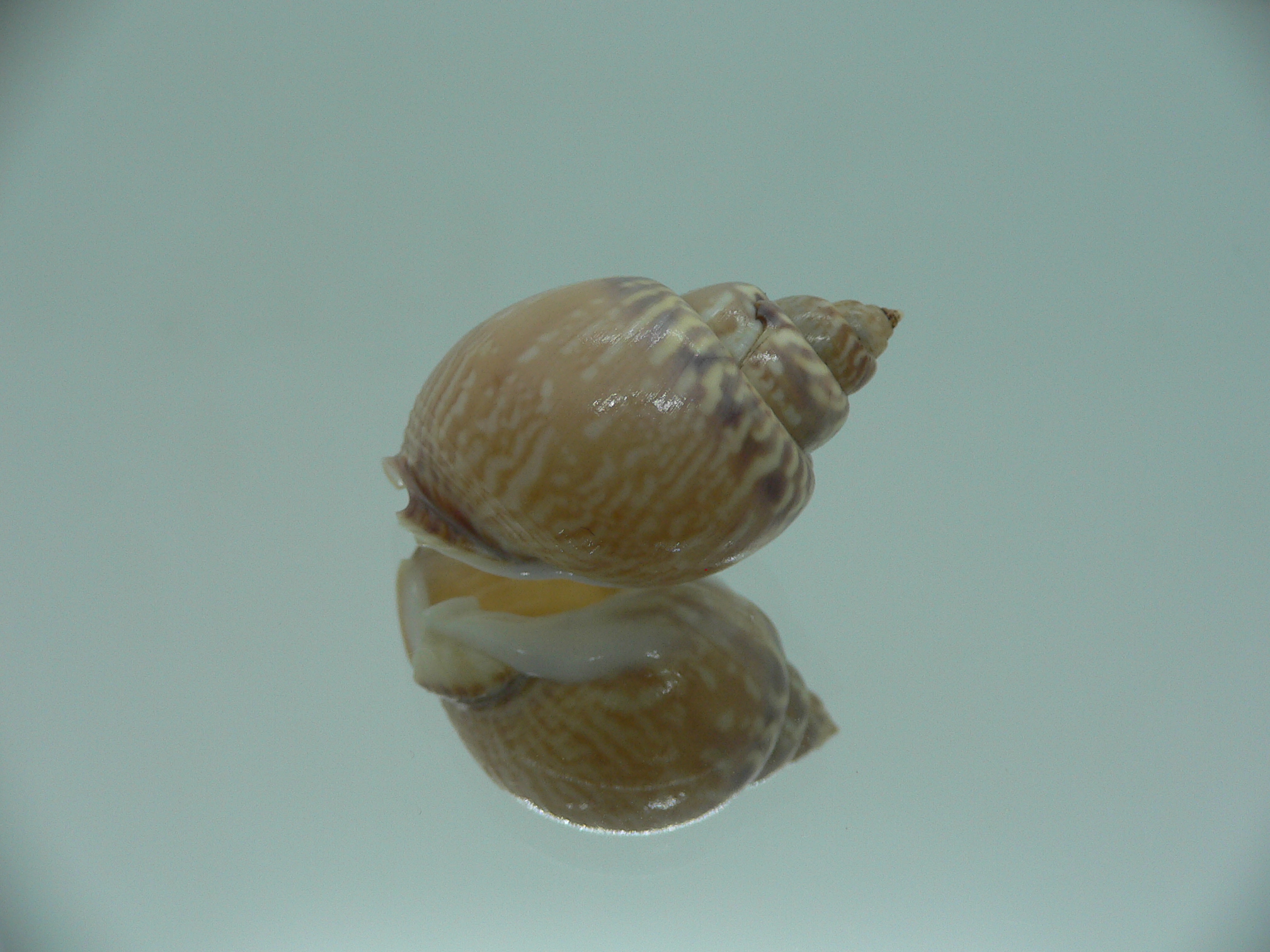 Tritia mutabilis RARE GIANT