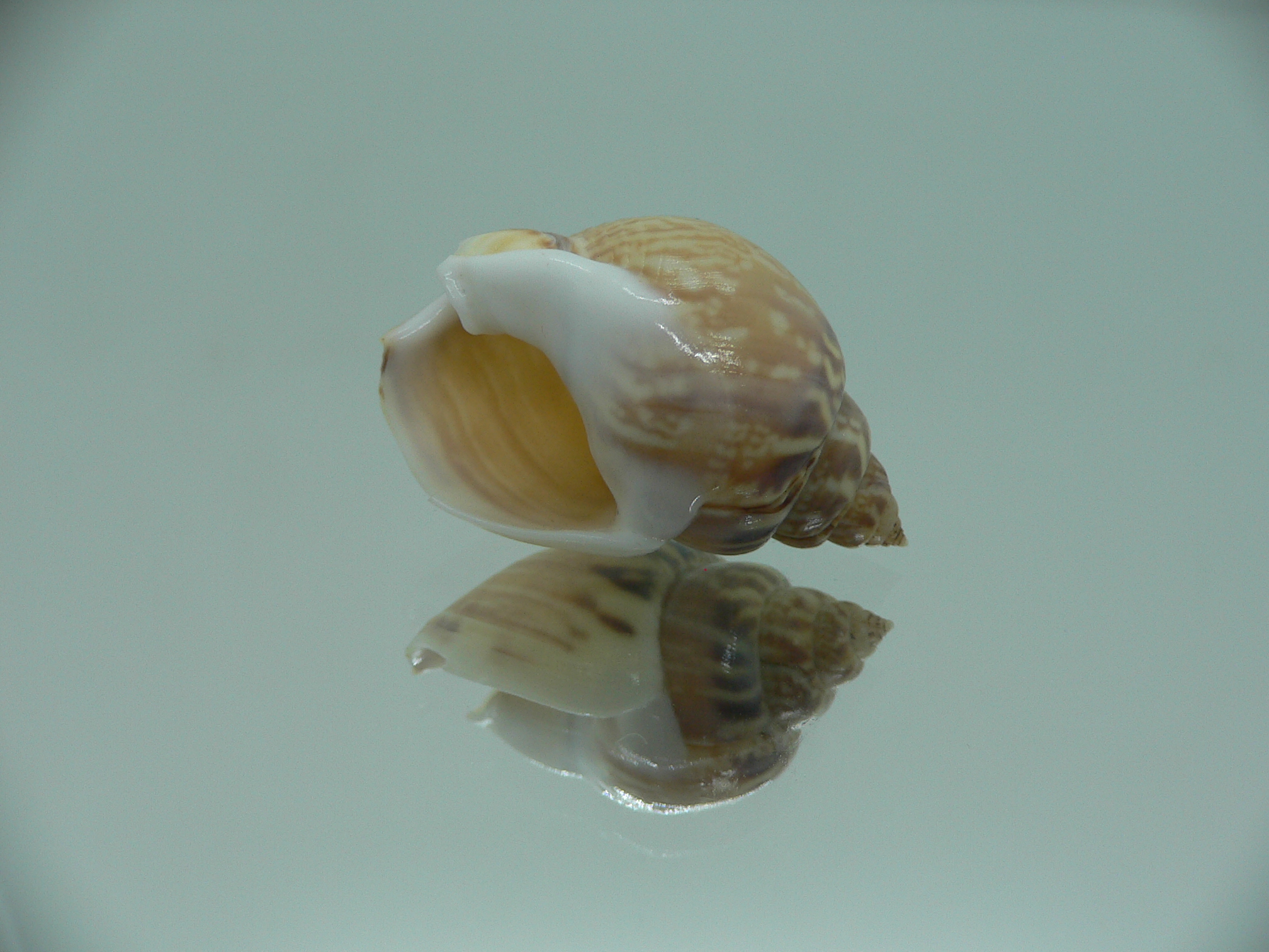 Tritia mutabilis RARE GIANT