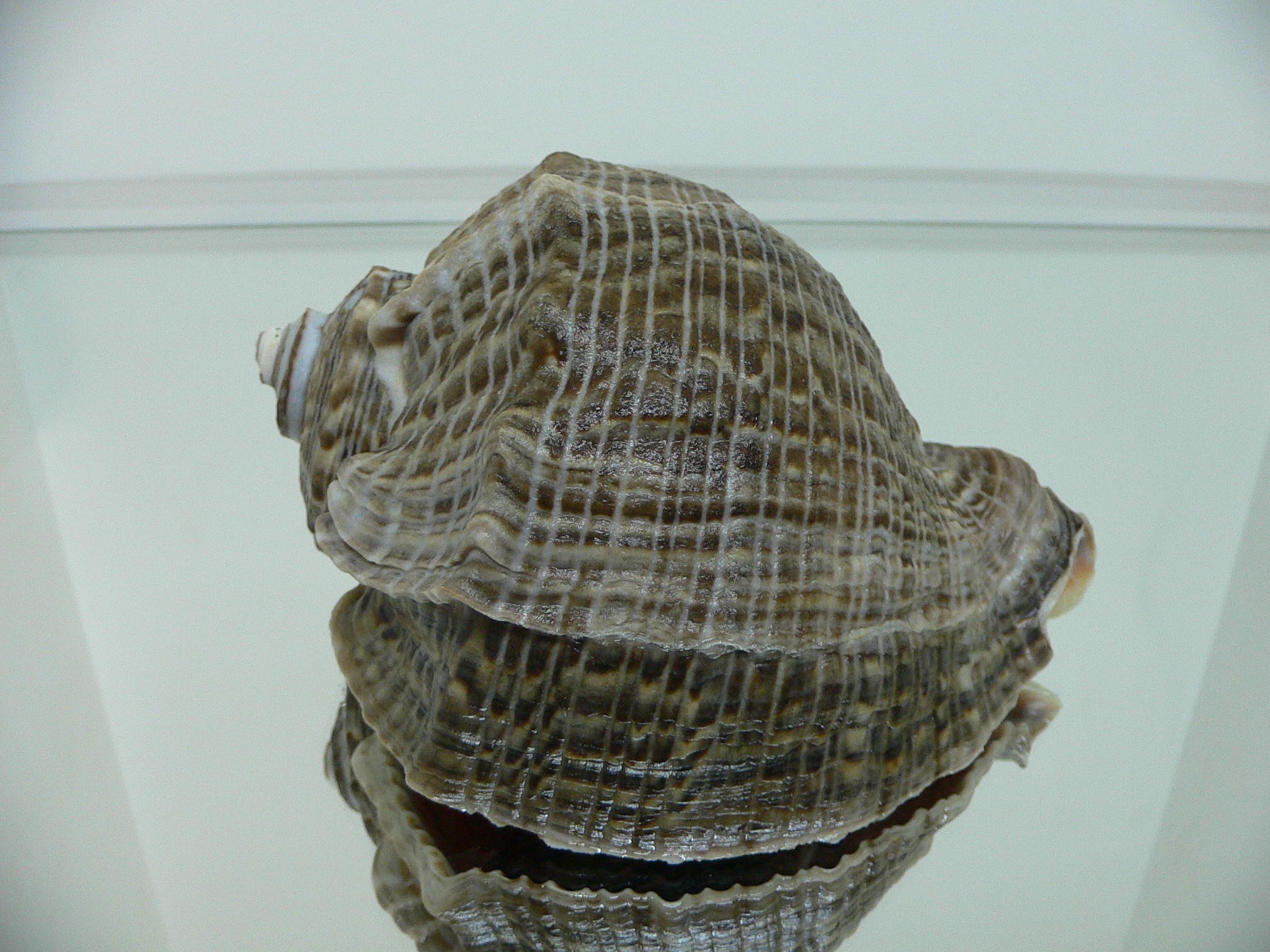 Rapana venosa PYTHON