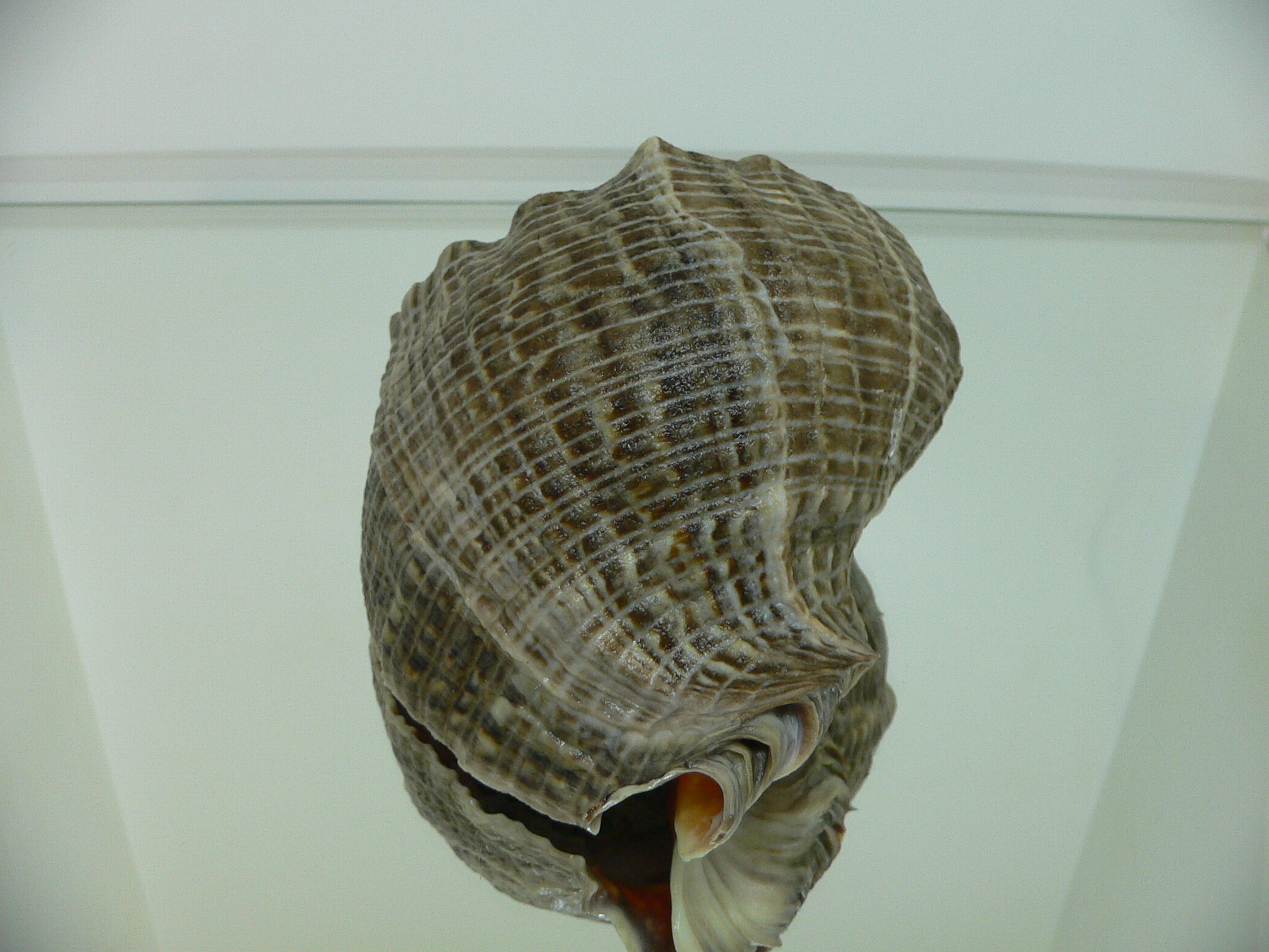 Rapana venosa PYTHON