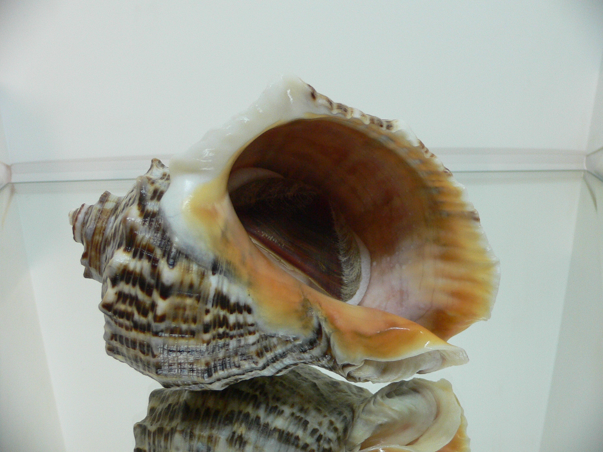 Rapana venosa PYTHON