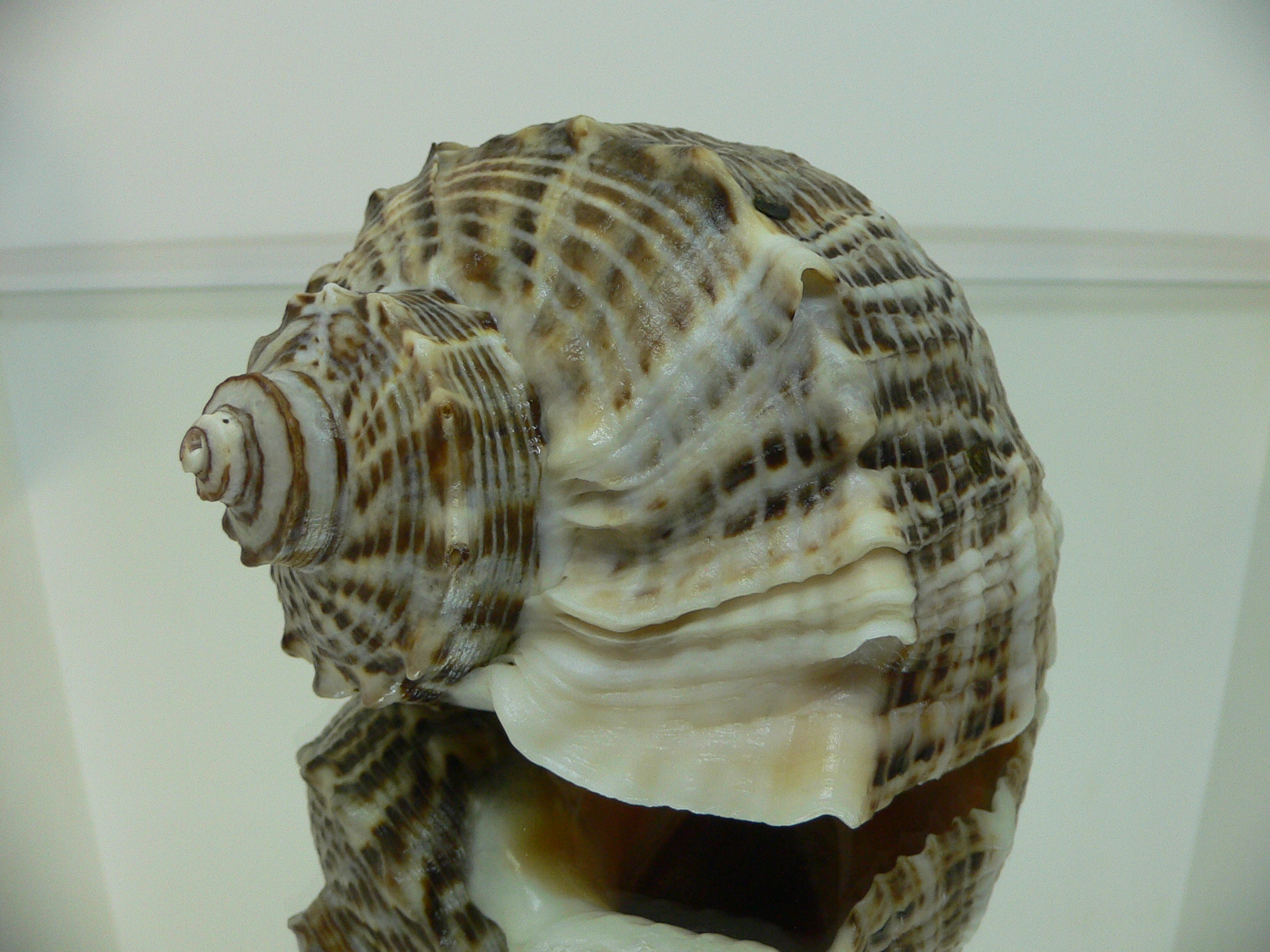 Rapana venosa PYTHON