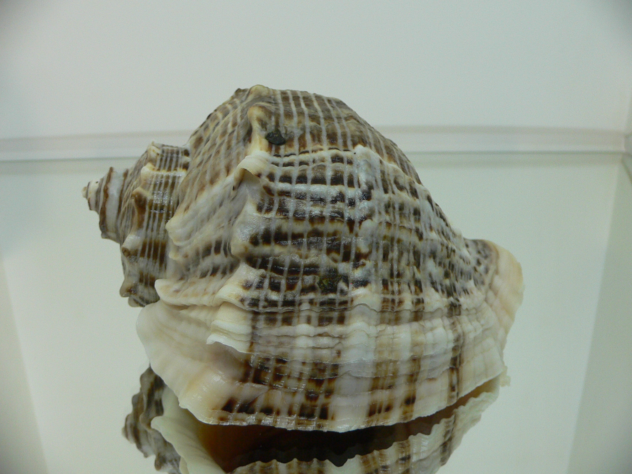 Rapana venosa PYTHON