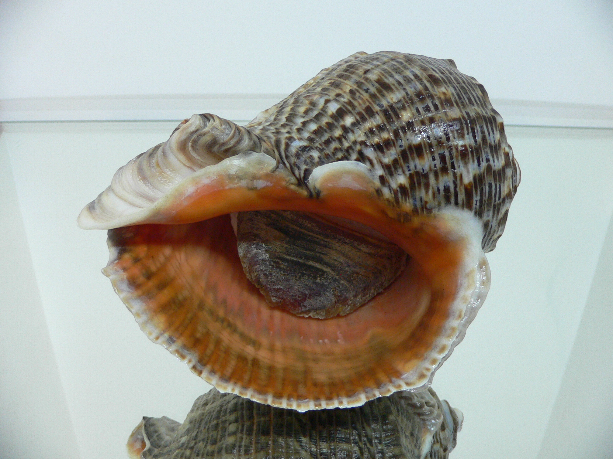 Rapana venosa PYTHON
