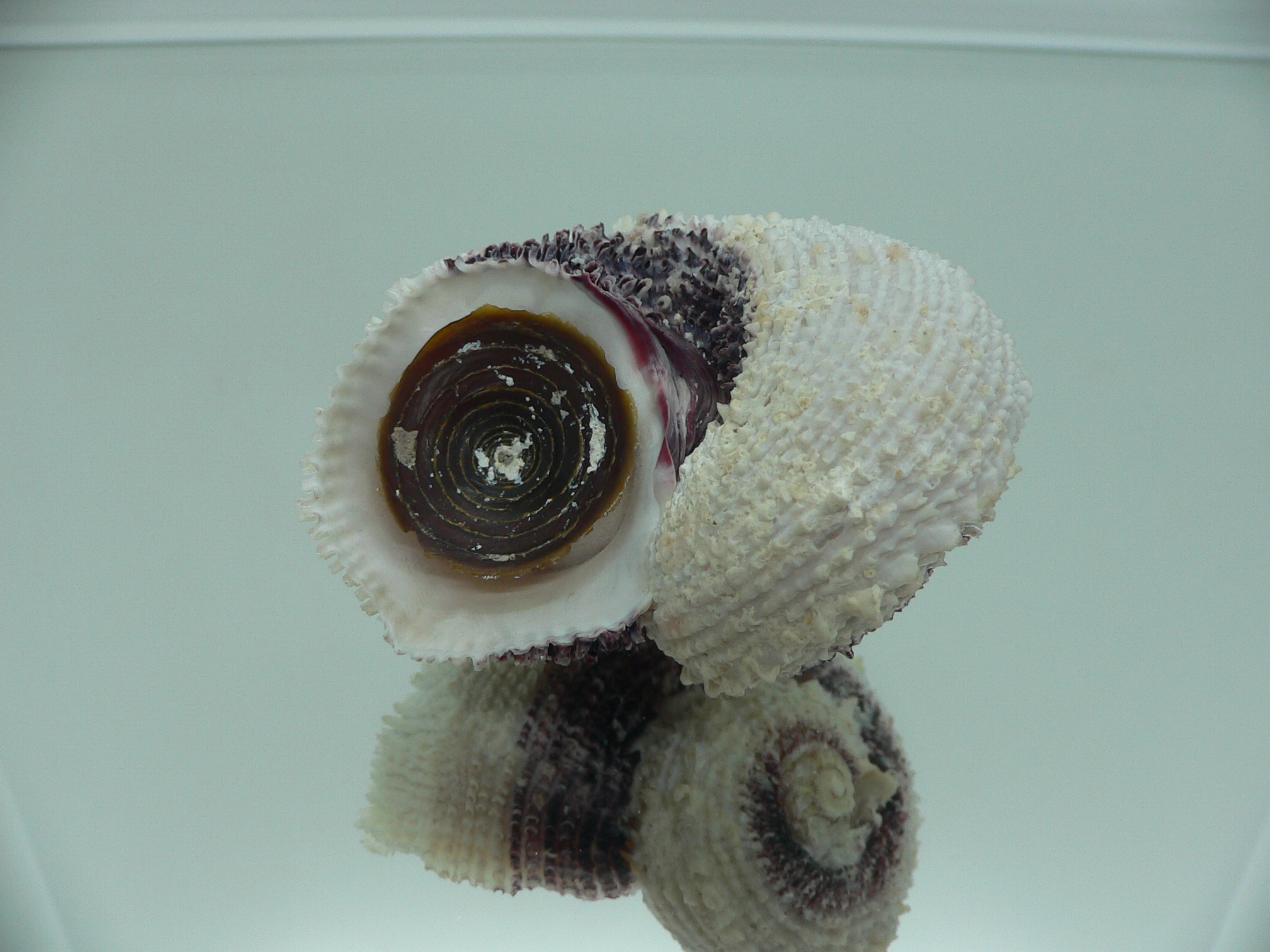 Angaria tyria ENDEMIC & SPIRAL COLOR