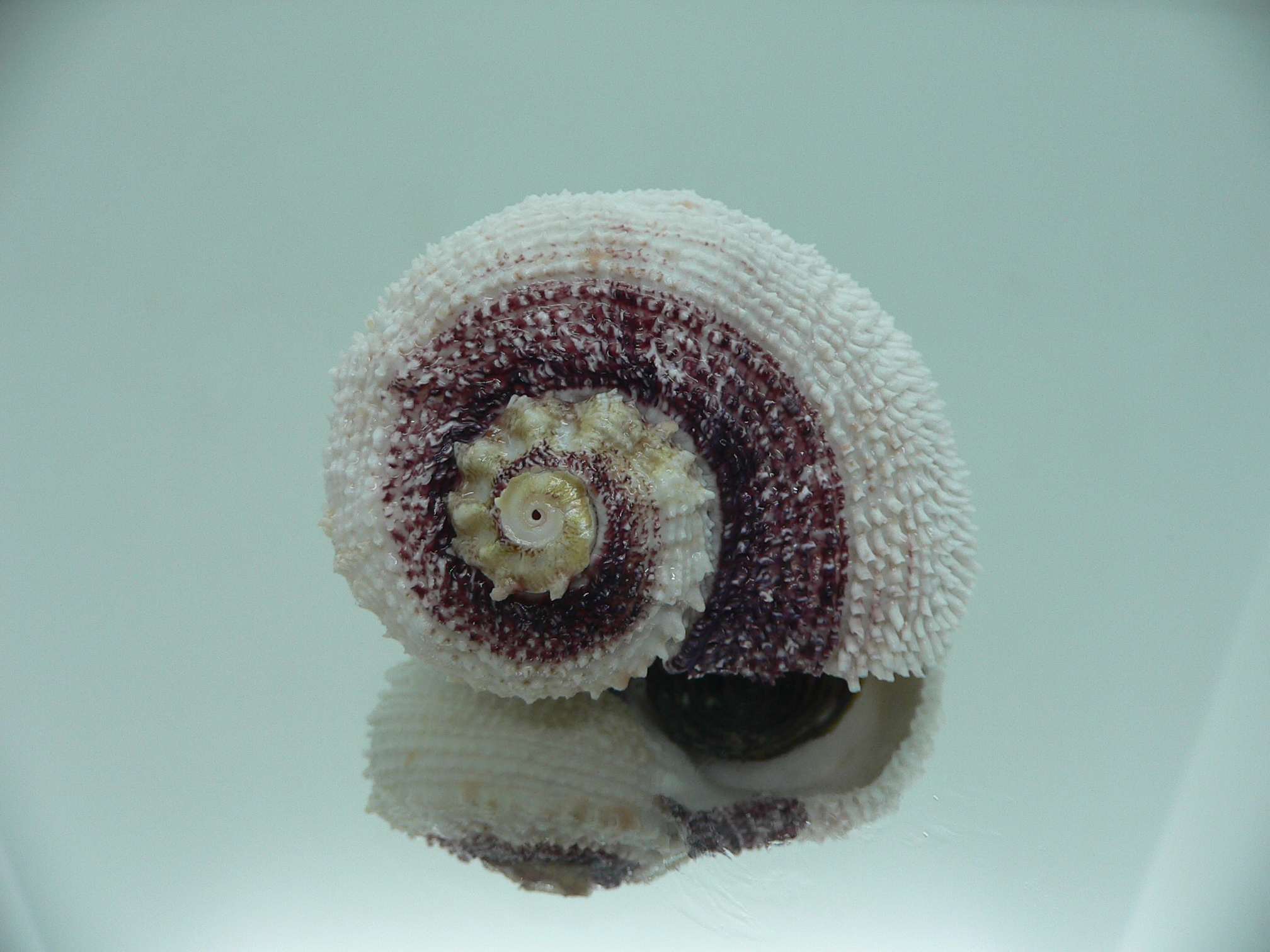 Angaria tyria ENDEMIC & SPIRAL COLOR