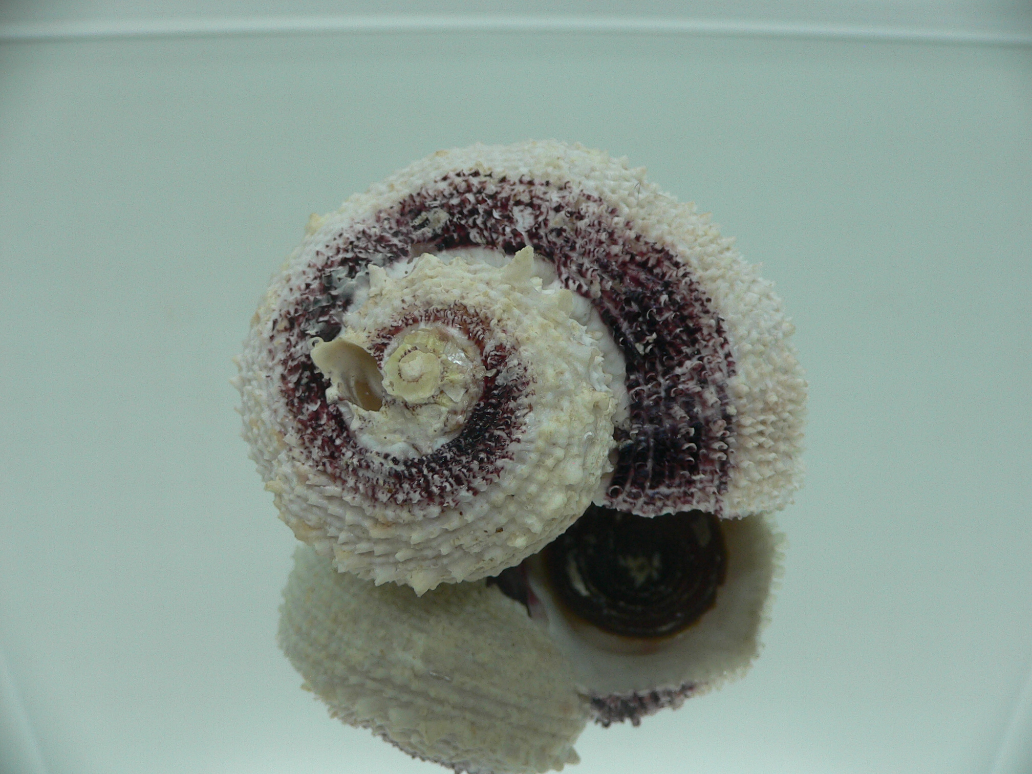 Angaria tyria ENDEMIC & SPIRAL COLOR