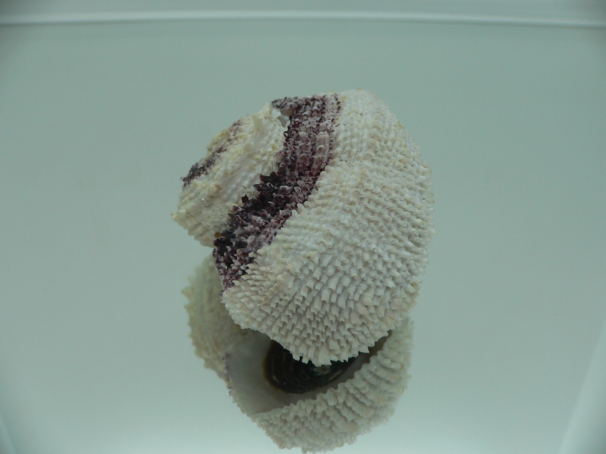 Angaria tyria ENDEMIC & SPIRAL COLOR