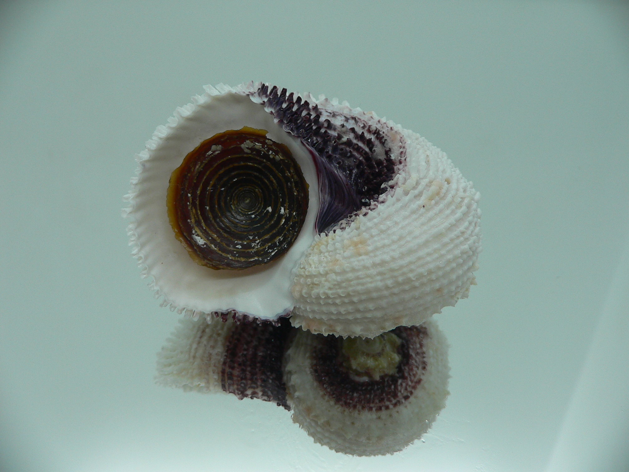 Angaria tyria ENDEMIC & SPIRAL COLOR