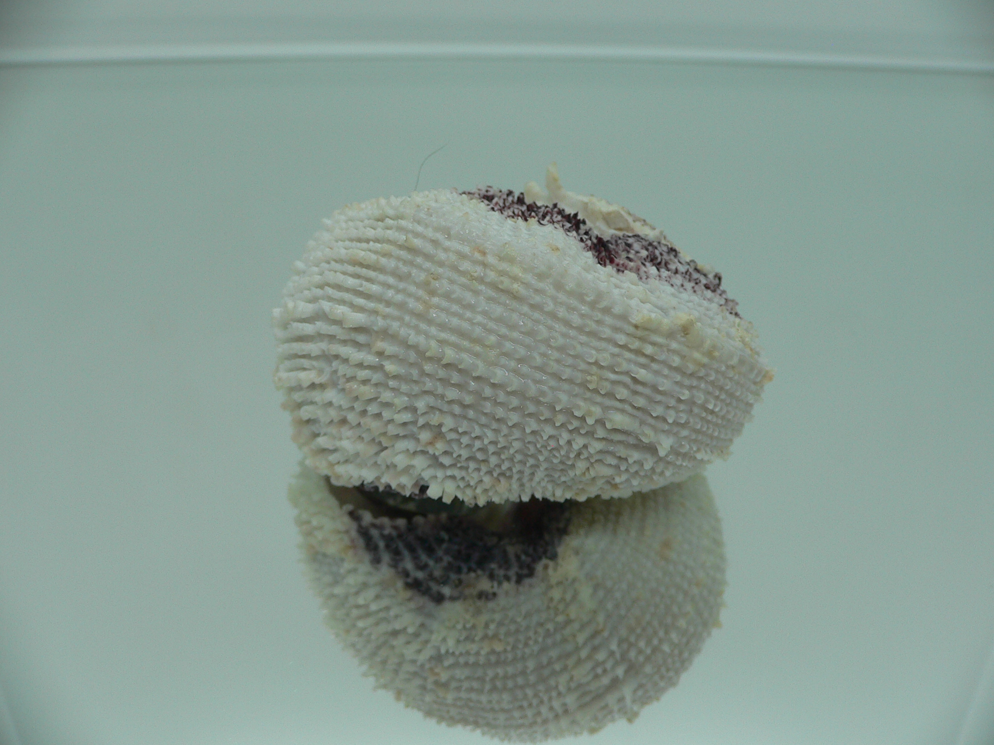 Angaria tyria ENDEMIC & SPIRAL COLOR