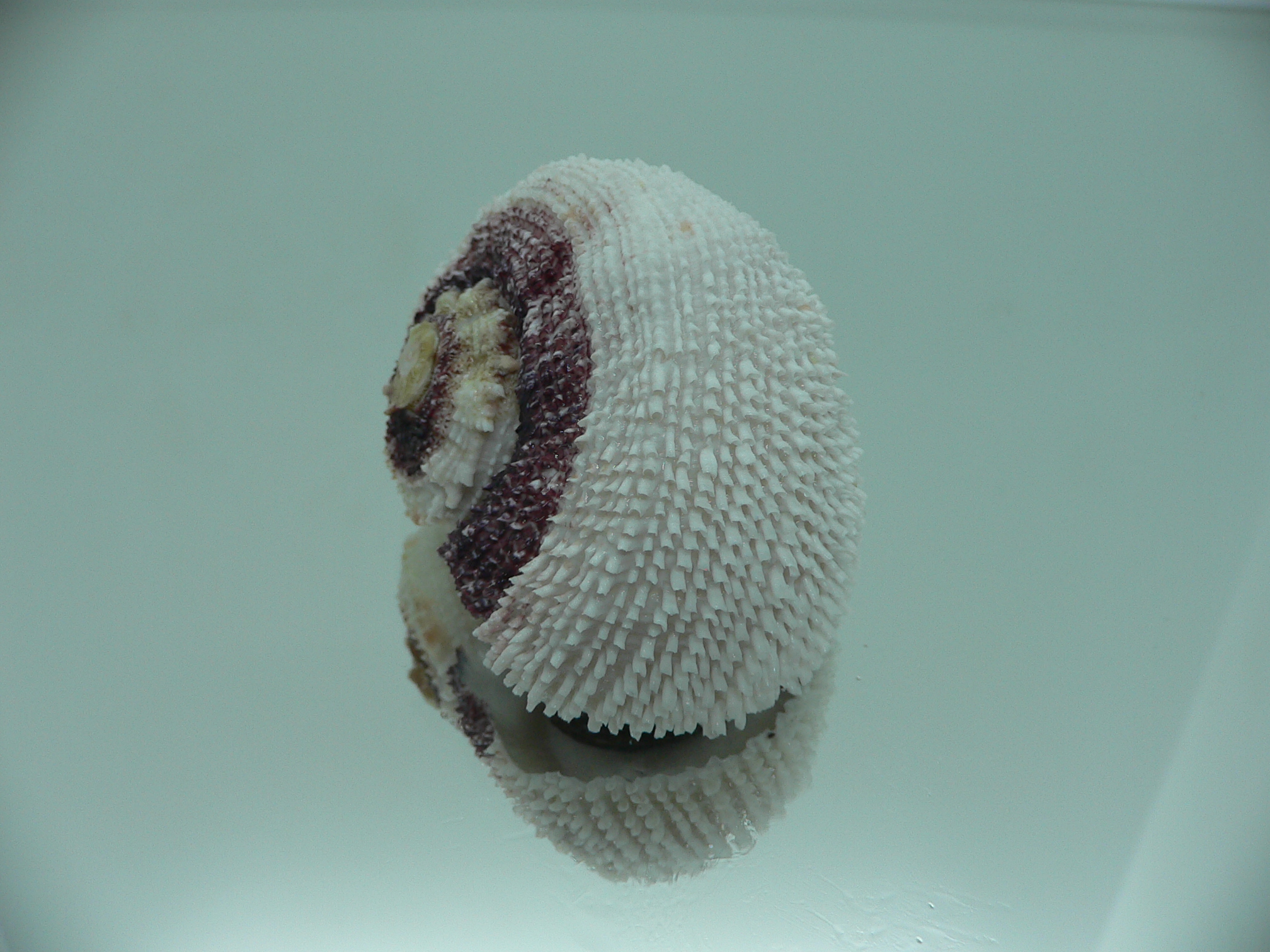 Angaria tyria ENDEMIC & SPIRAL COLOR