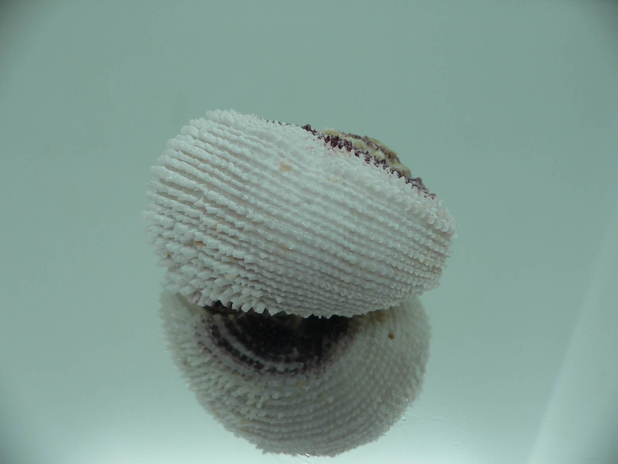 Angaria tyria ENDEMIC & SPIRAL COLOR