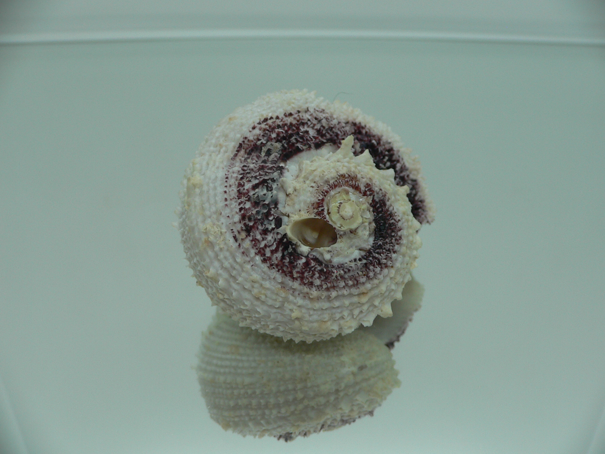 Angaria tyria ENDEMIC & SPIRAL COLOR