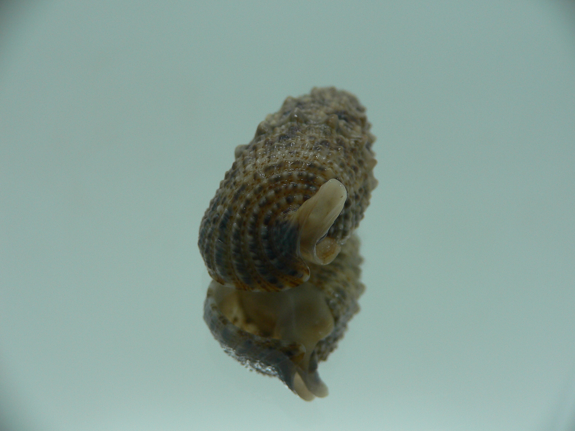 Rhinoclavis sinensis DARK