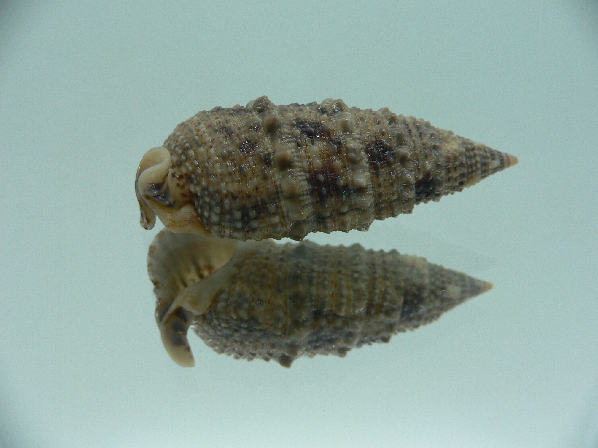 Rhinoclavis sinensis DARK