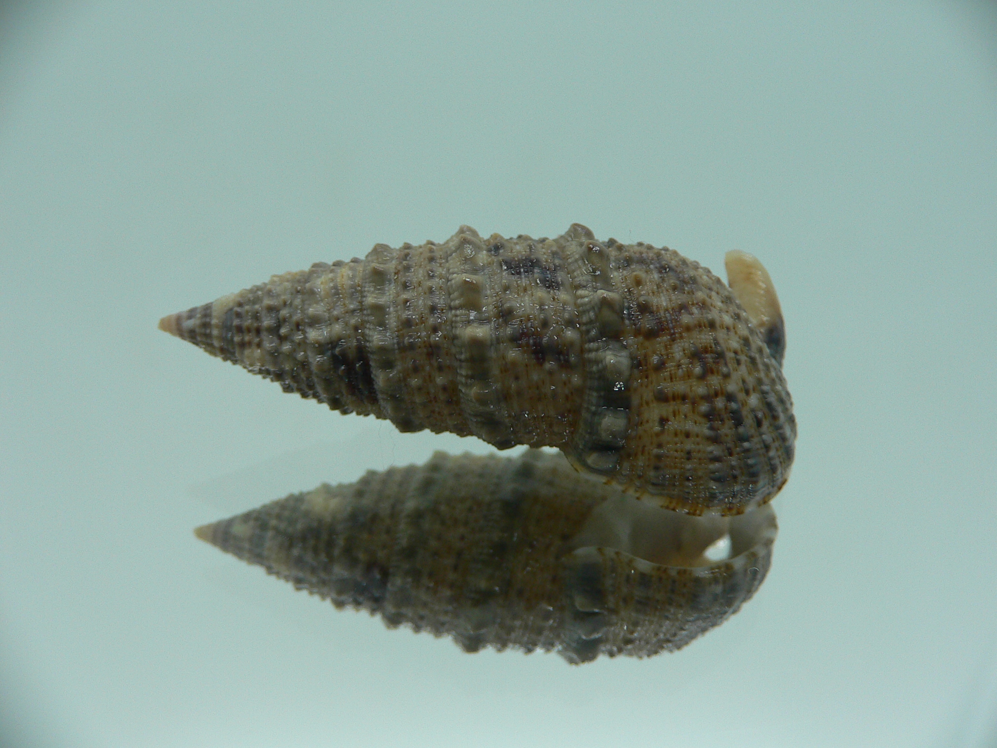 Rhinoclavis sinensis DARK