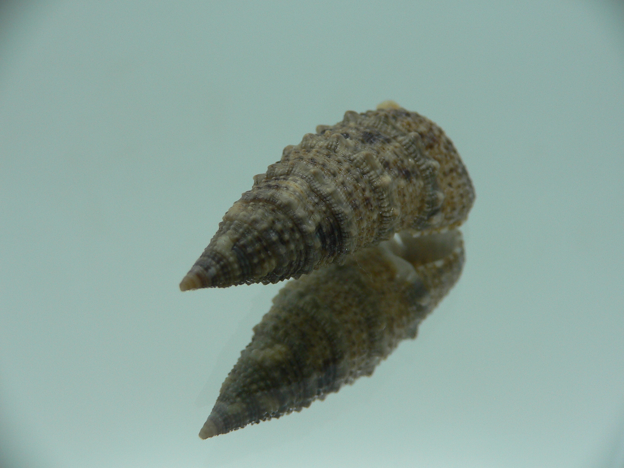 Rhinoclavis sinensis DARK