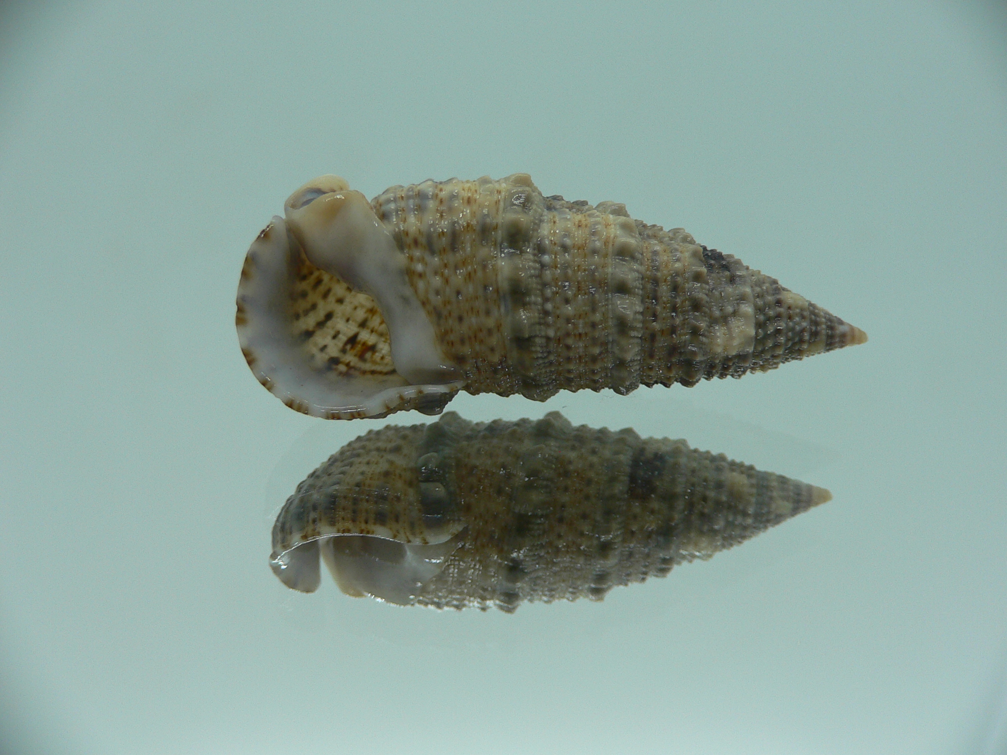 Rhinoclavis sinensis DARK