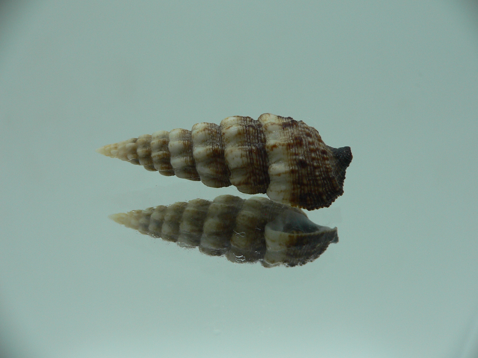 Cerithium novaehollondiae DARK