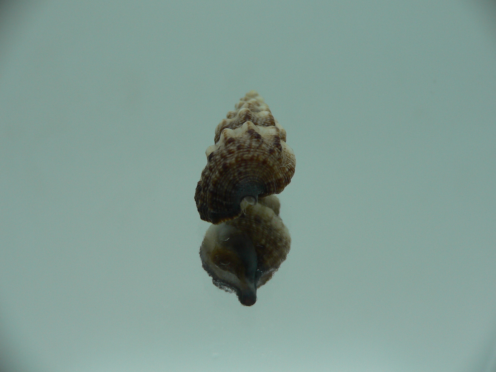Cerithium novaehollondiae DARK