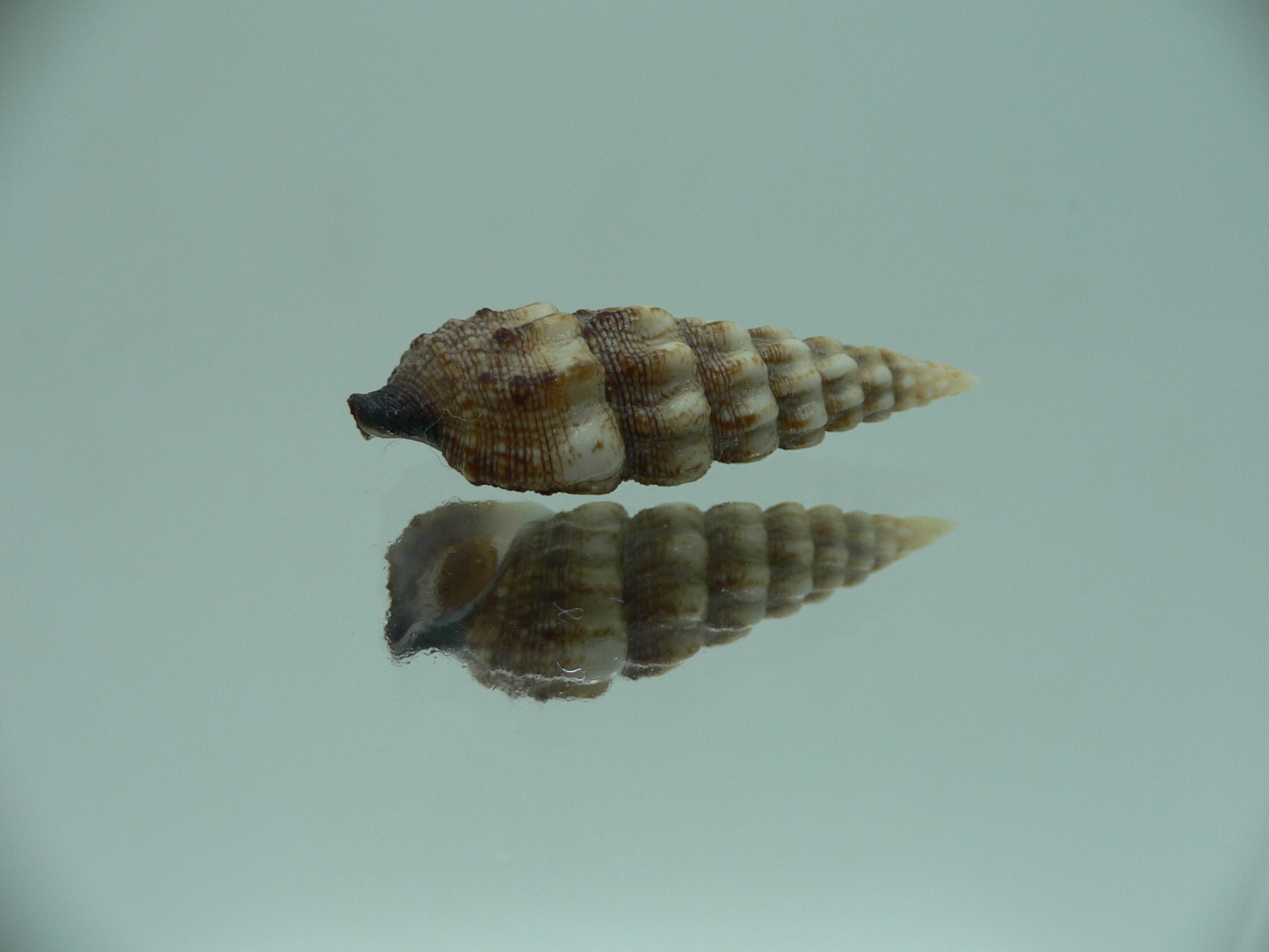 Cerithium novaehollondiae DARK