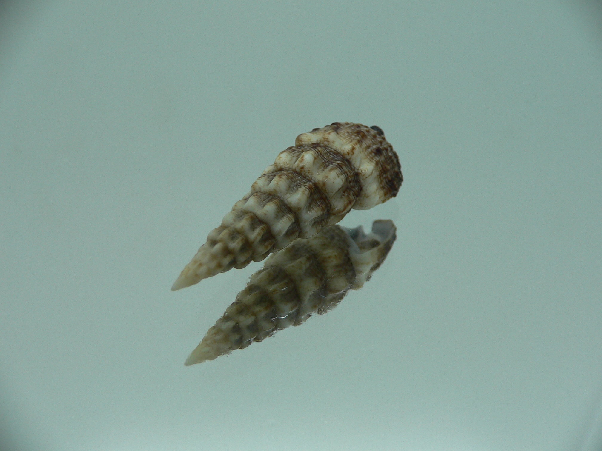 Cerithium novaehollondiae DARK
