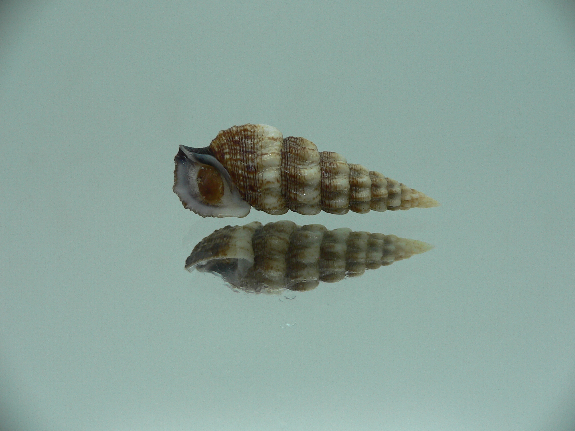 Cerithium novaehollondiae DARK