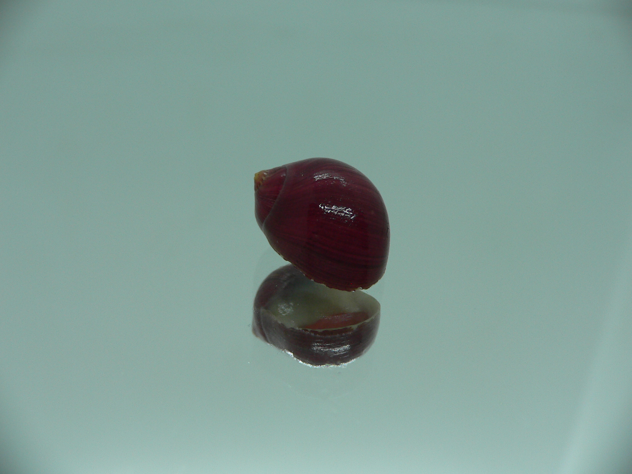 Neritina communis DARK-BORDO