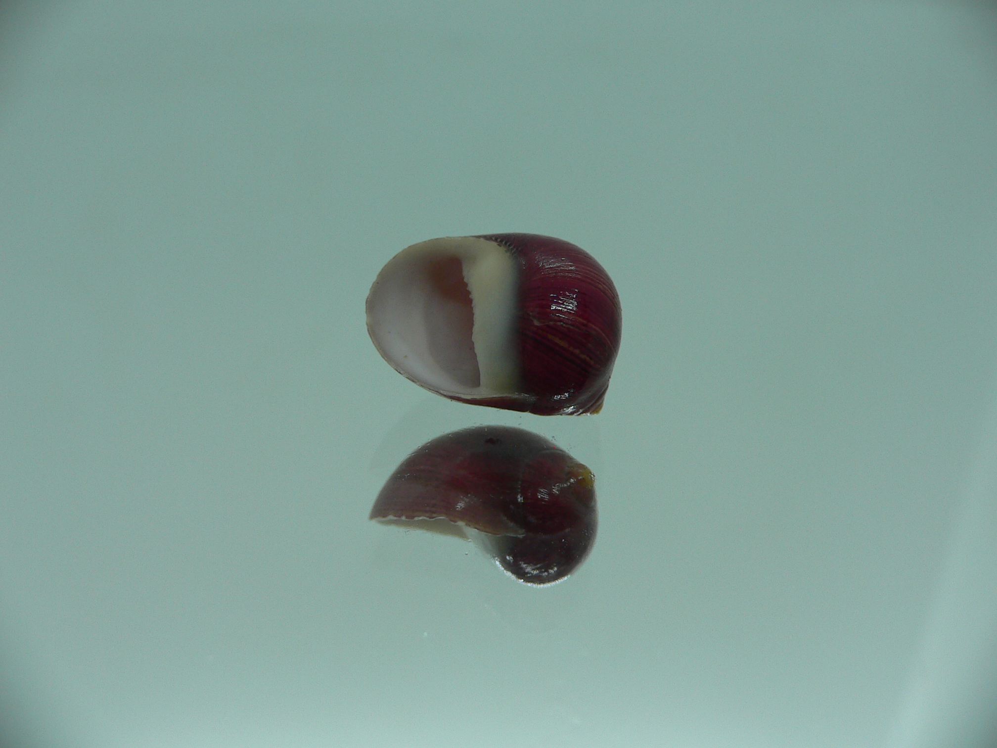 Neritina communis DARK-BORDO