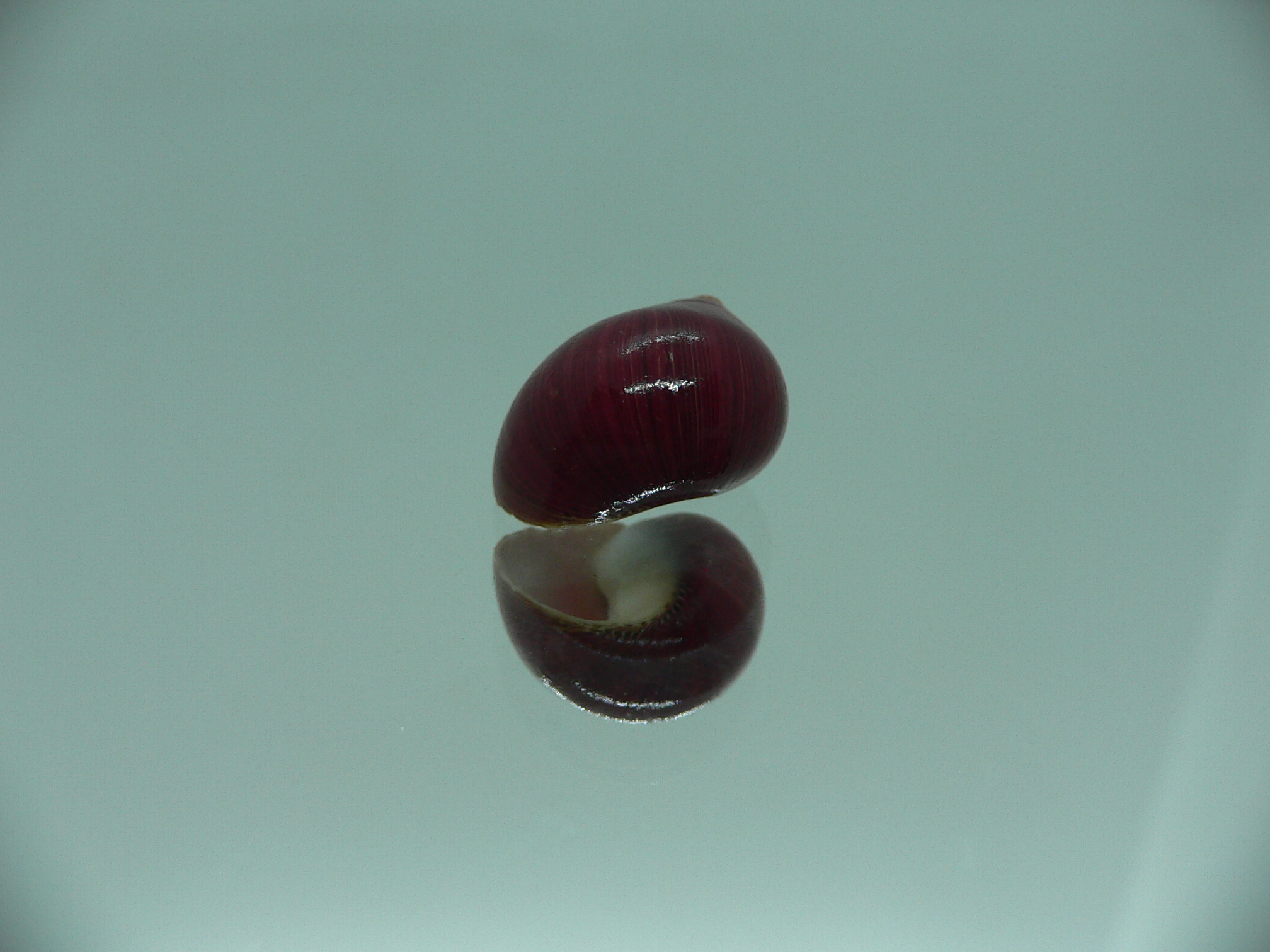 Neritina communis DARK-BORDO