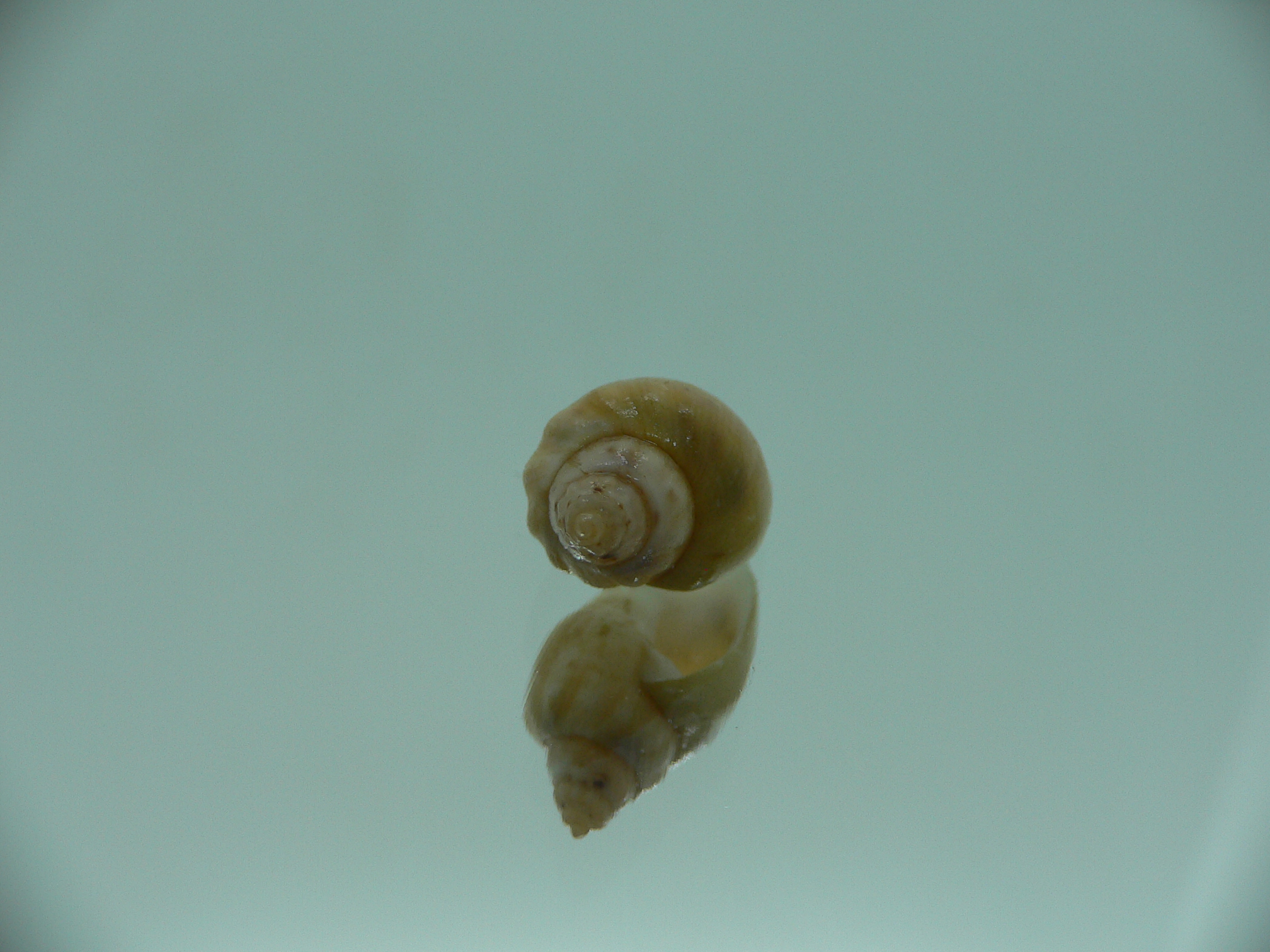 Nassodonta dorri (Oligohalinophila dorri) BIG & BICOLOR