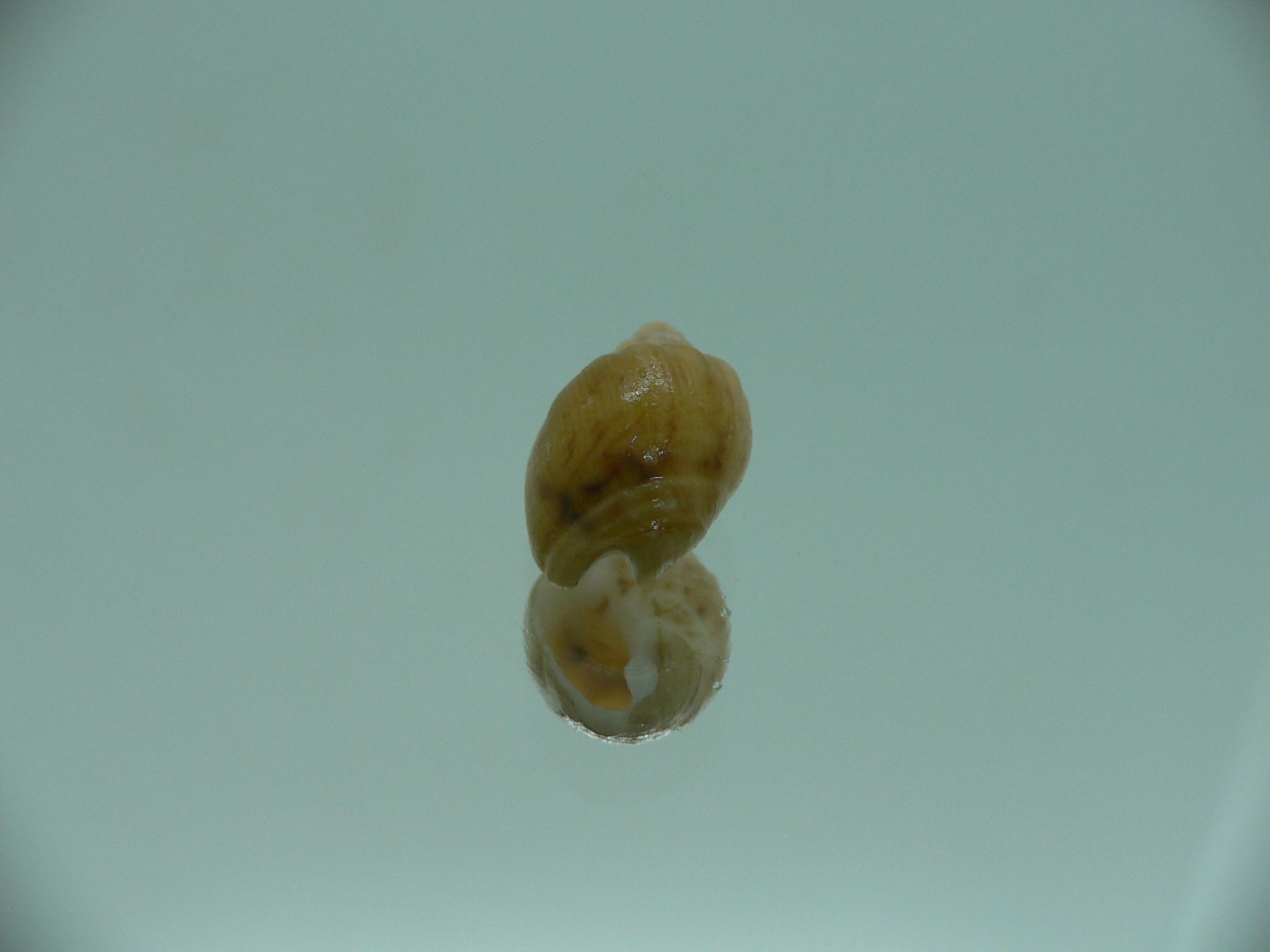 Nassodonta dorri (Oligohalinophila dorri) BIG & BICOLOR